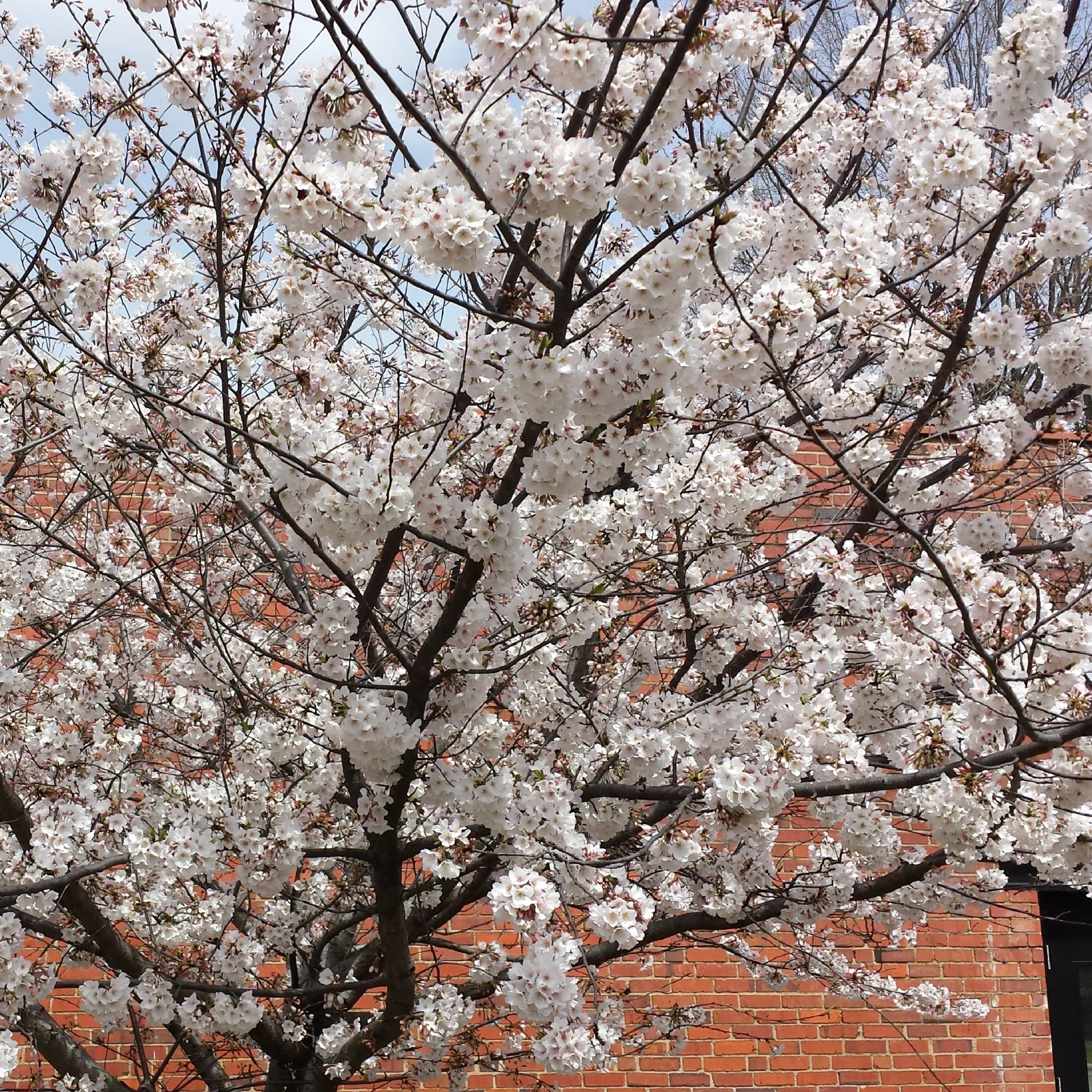Blooming in Charlotte