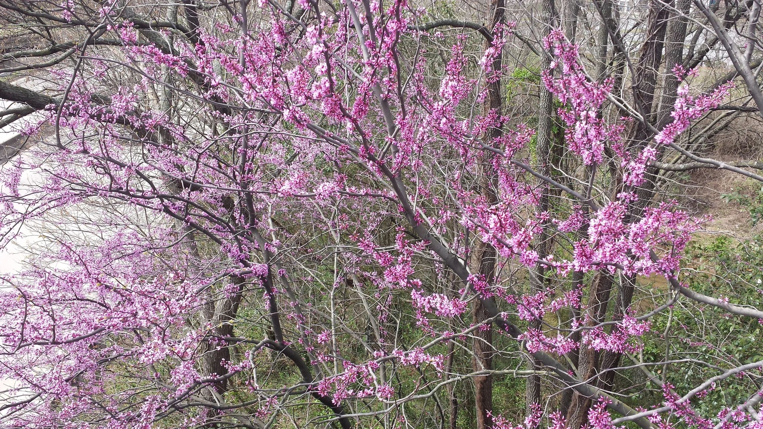 Springtime