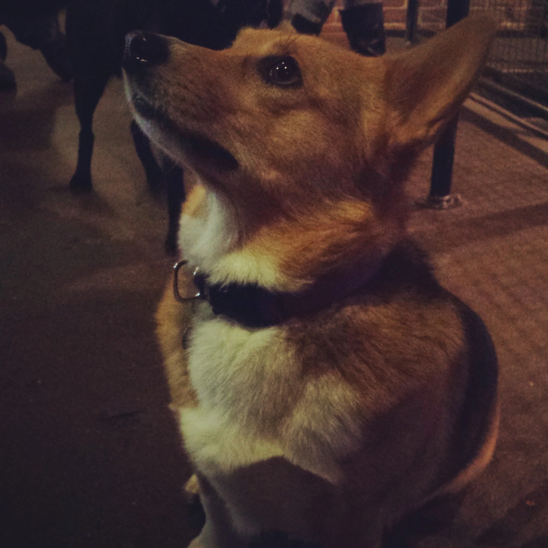 Izzie, another of BooneOakley's canine companions