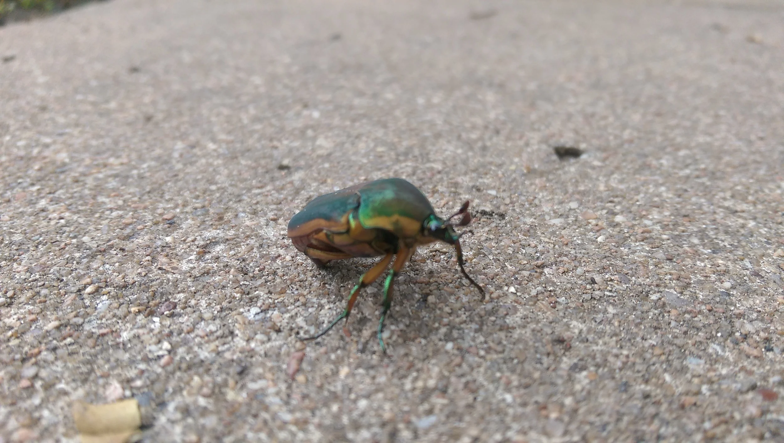 Hi There, Bug.