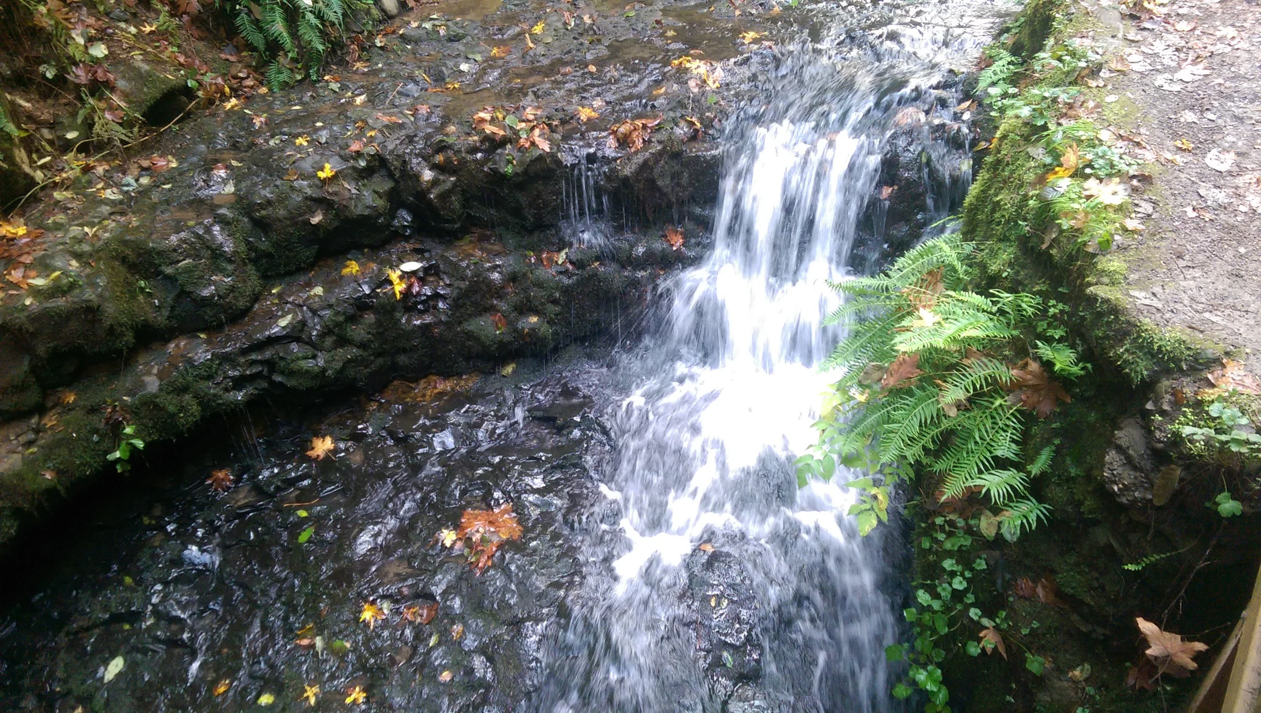 MacLeay Park