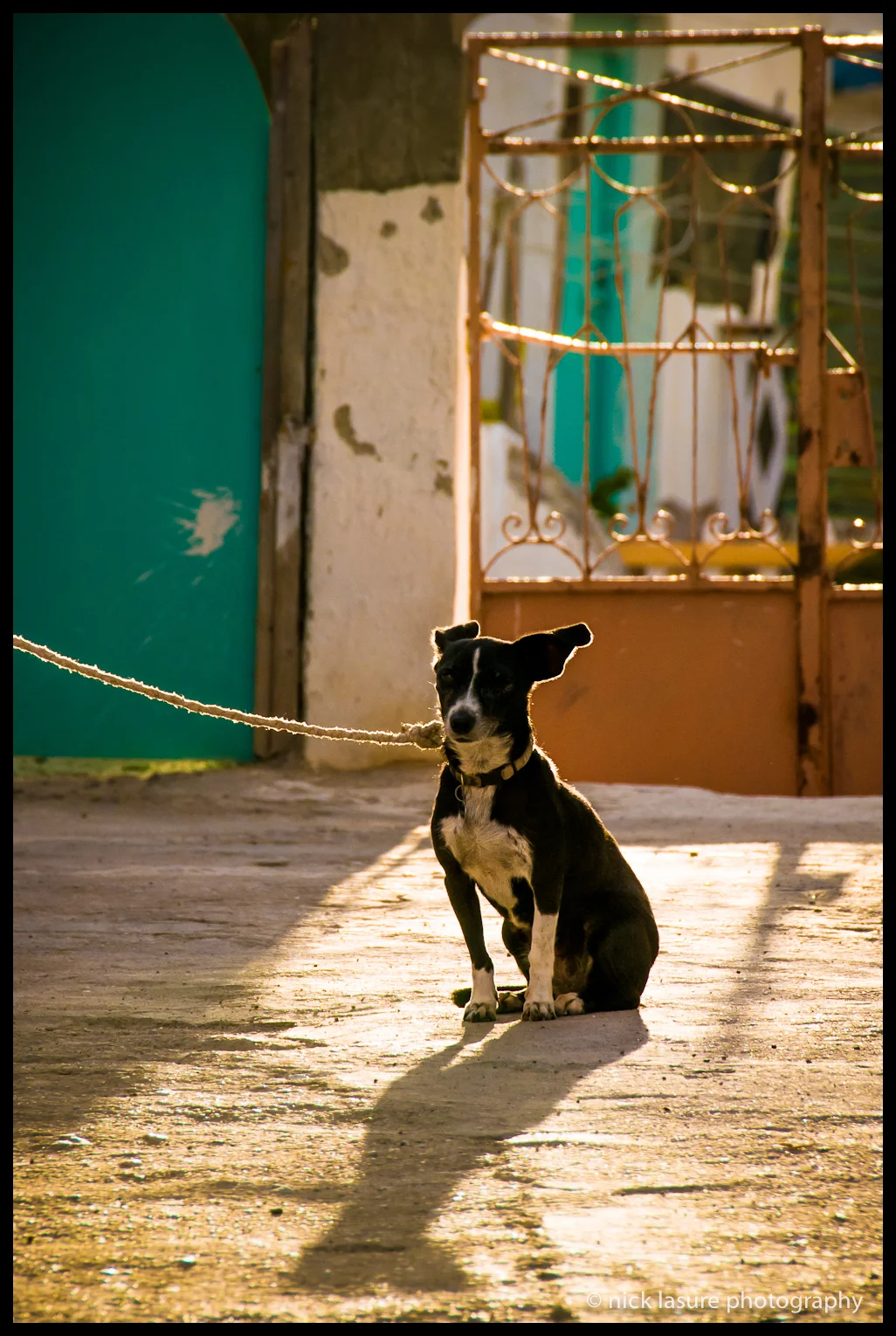 Guard Dog