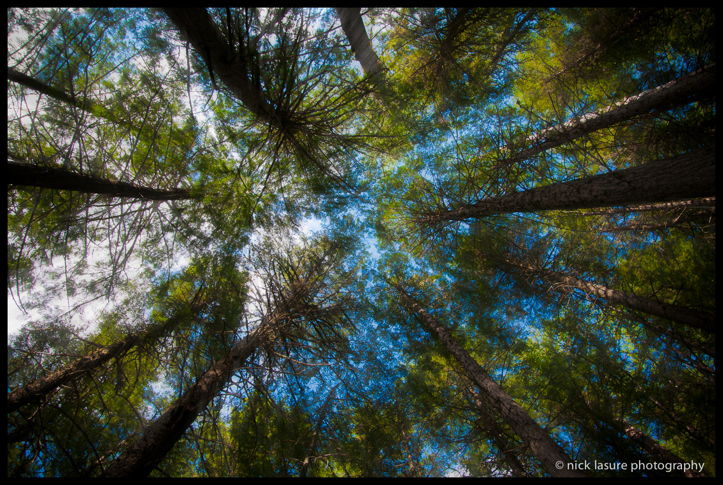 trees-1.jpg