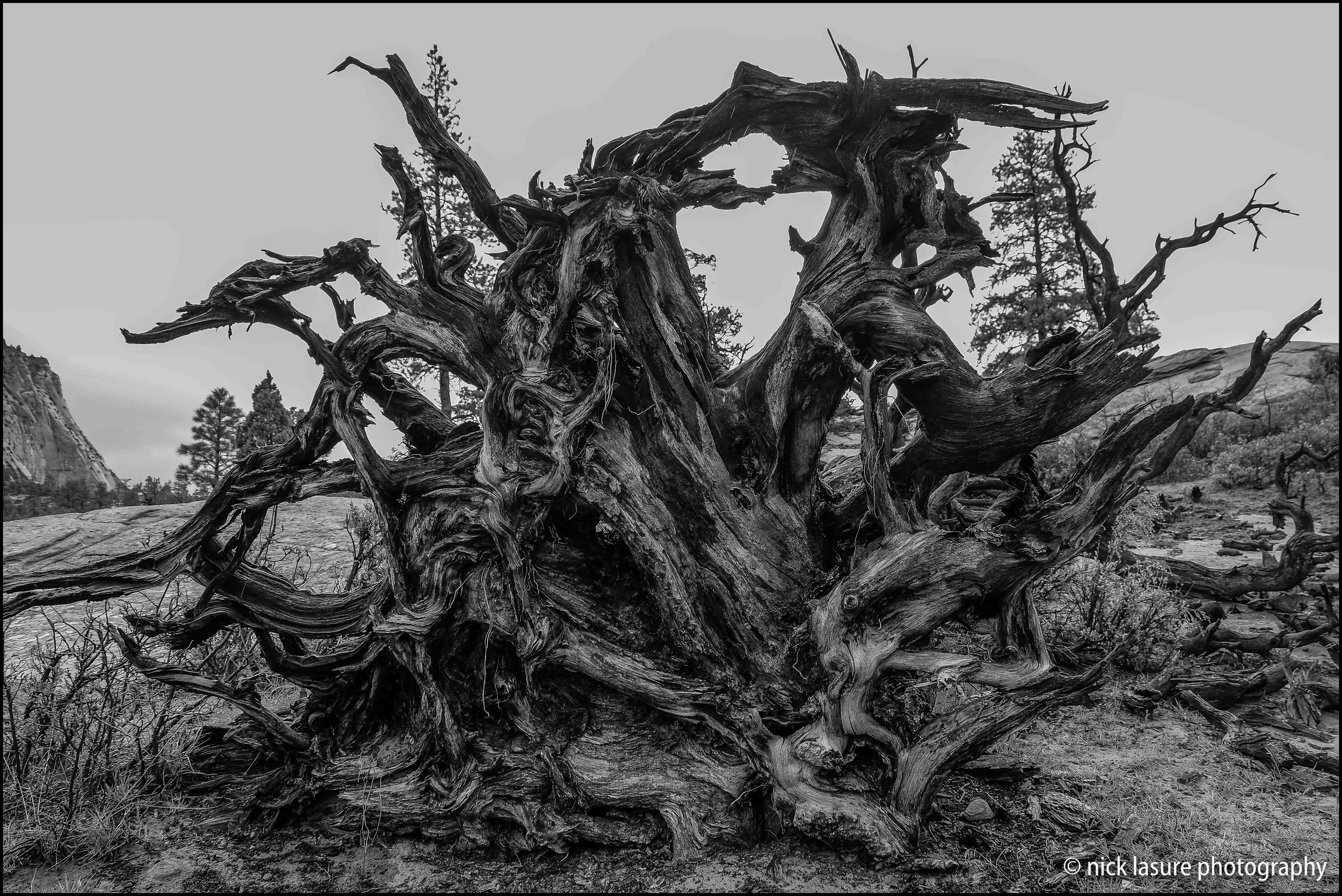 The roots of this very old fallen tree caught my eye - Fuji X-T1
