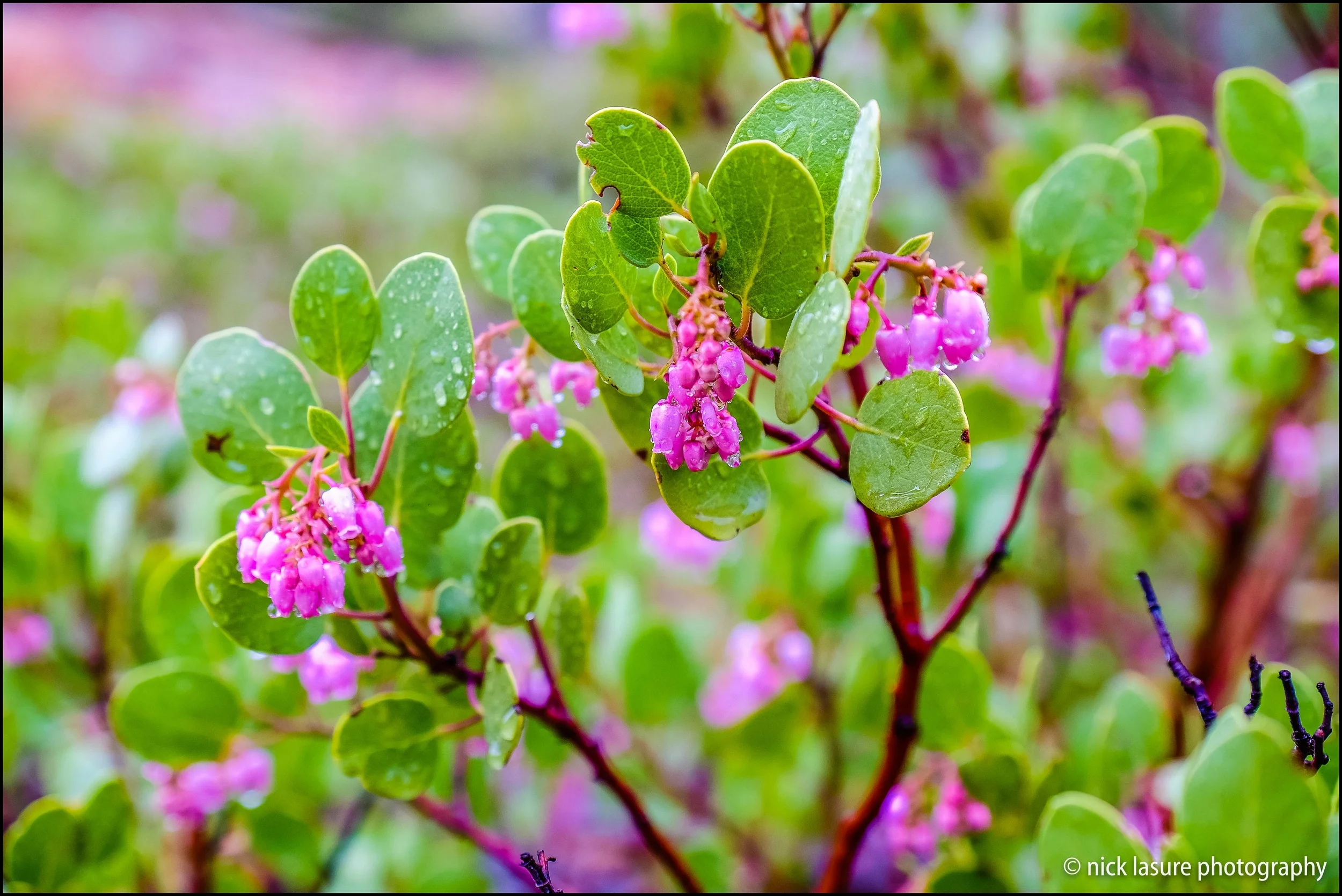 A little bit of color didn't hurt, I'm sure these flowers popped wide open as soon as the sun came out - Fuji X-T1