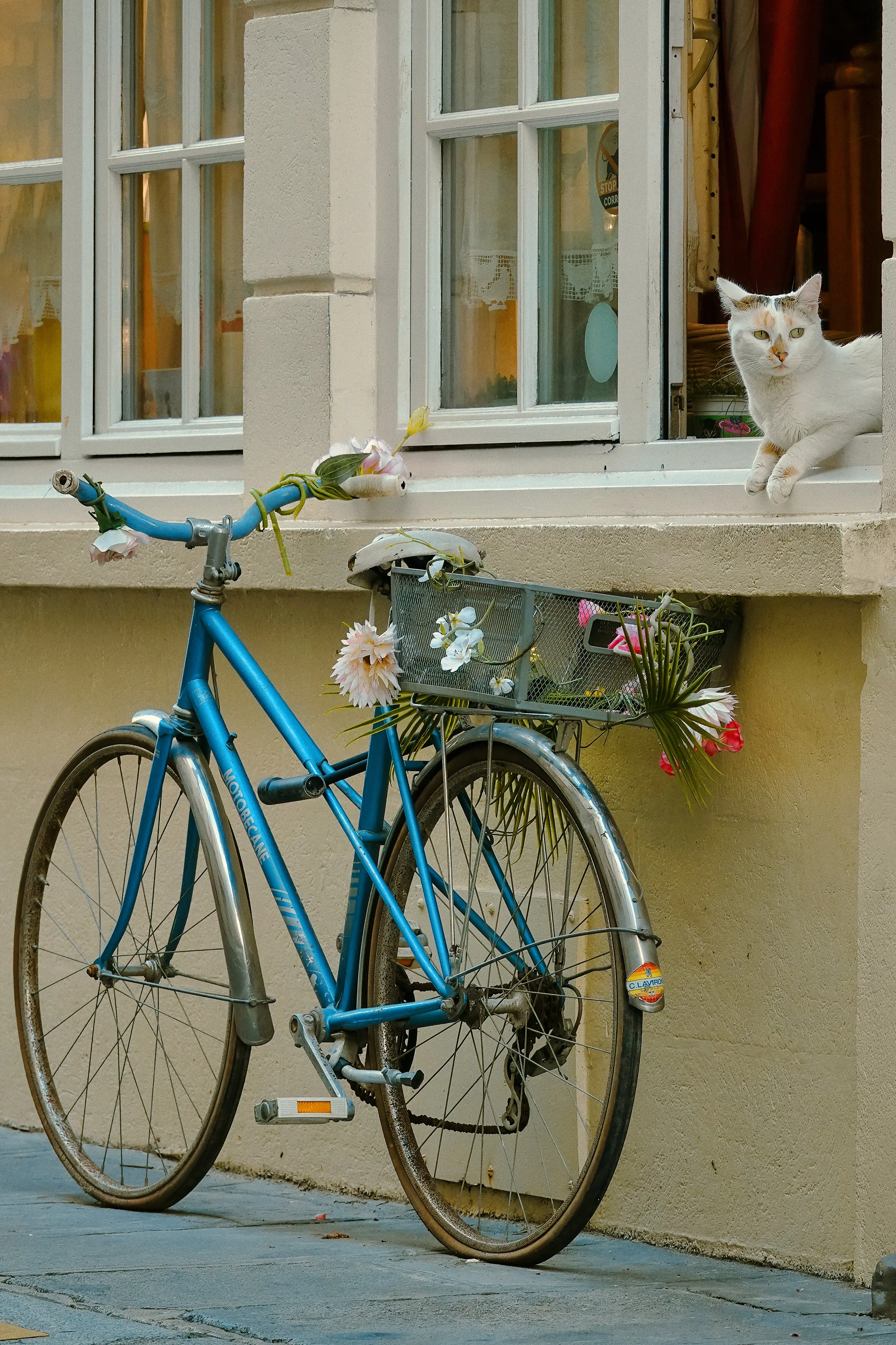 Cat Velo Paris.jpg