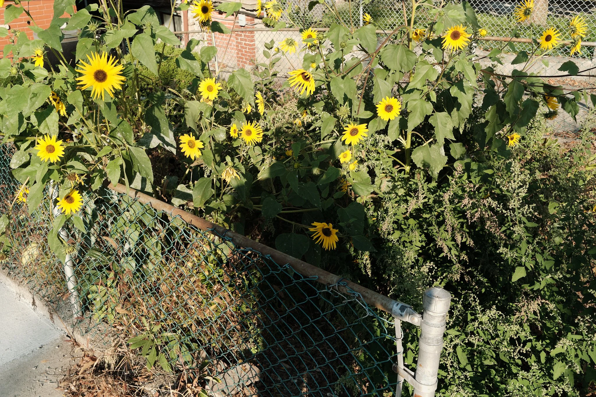 It_Is_With_A_Full_Heart 62.jpg