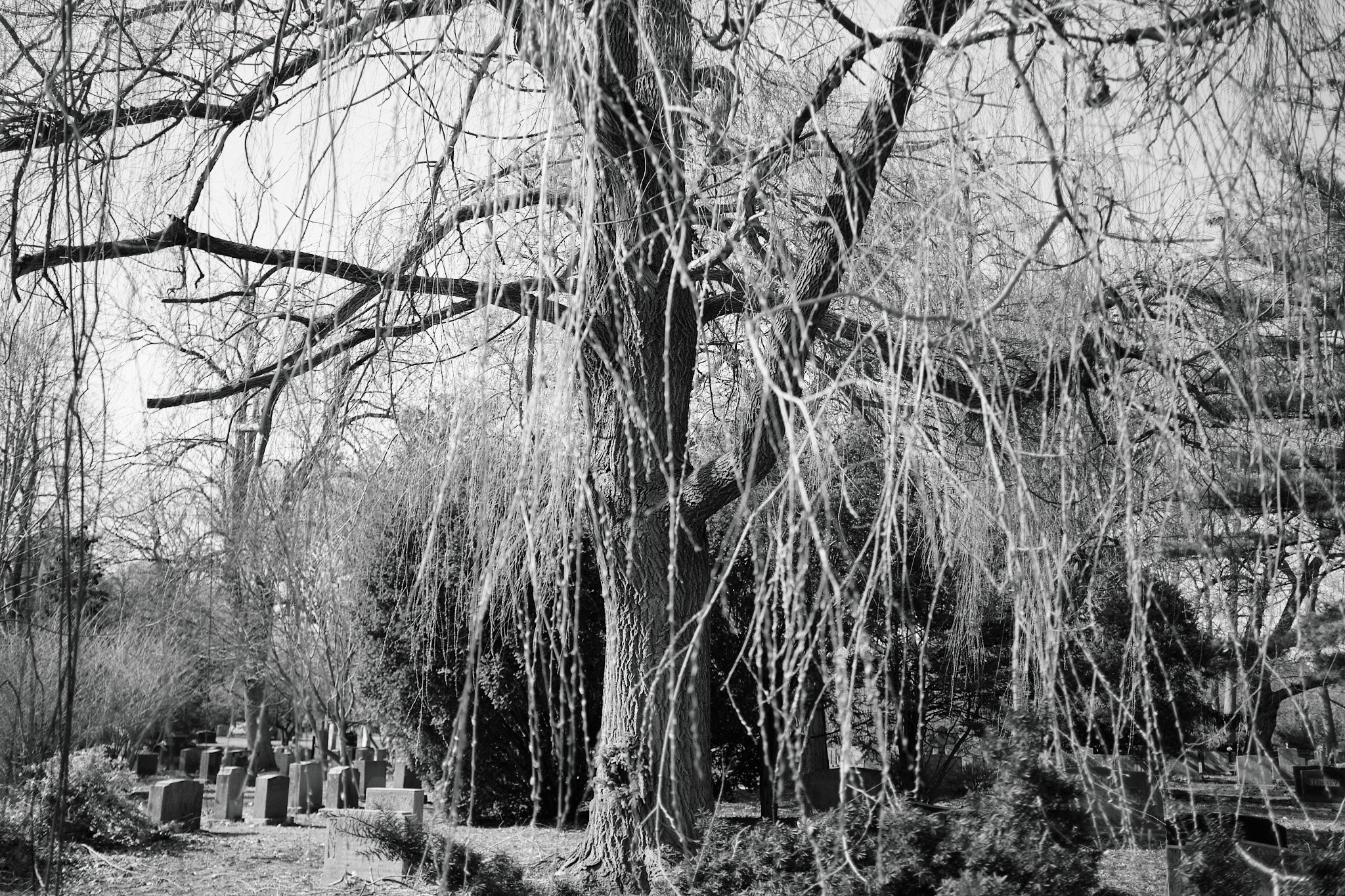 Cemetery_April_2026 10.jpg