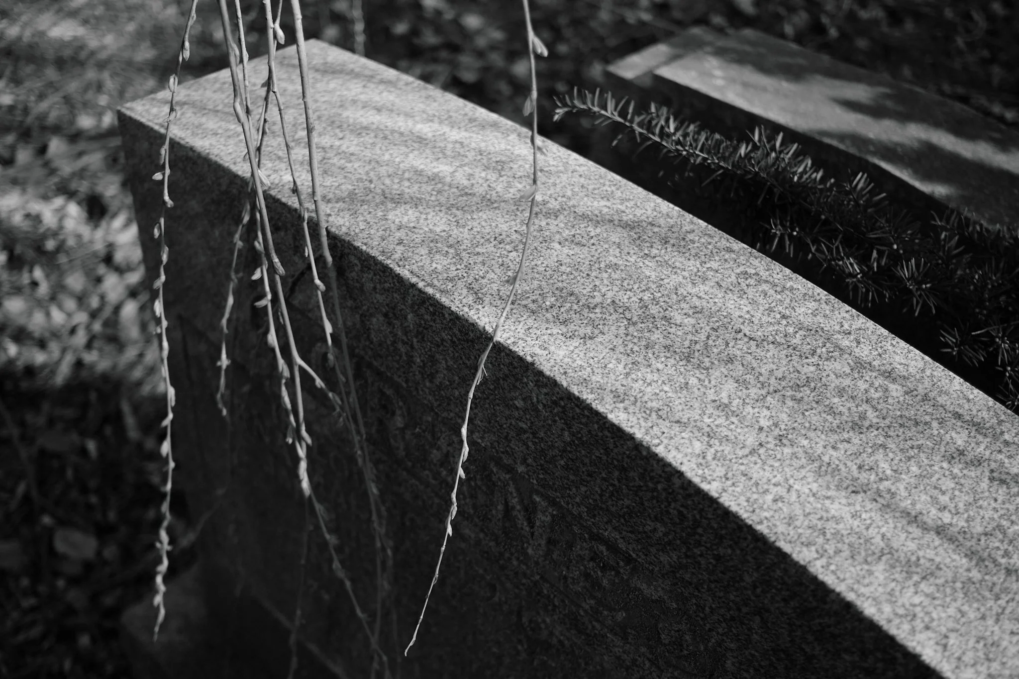 Cemetery_April_2026 5.jpg