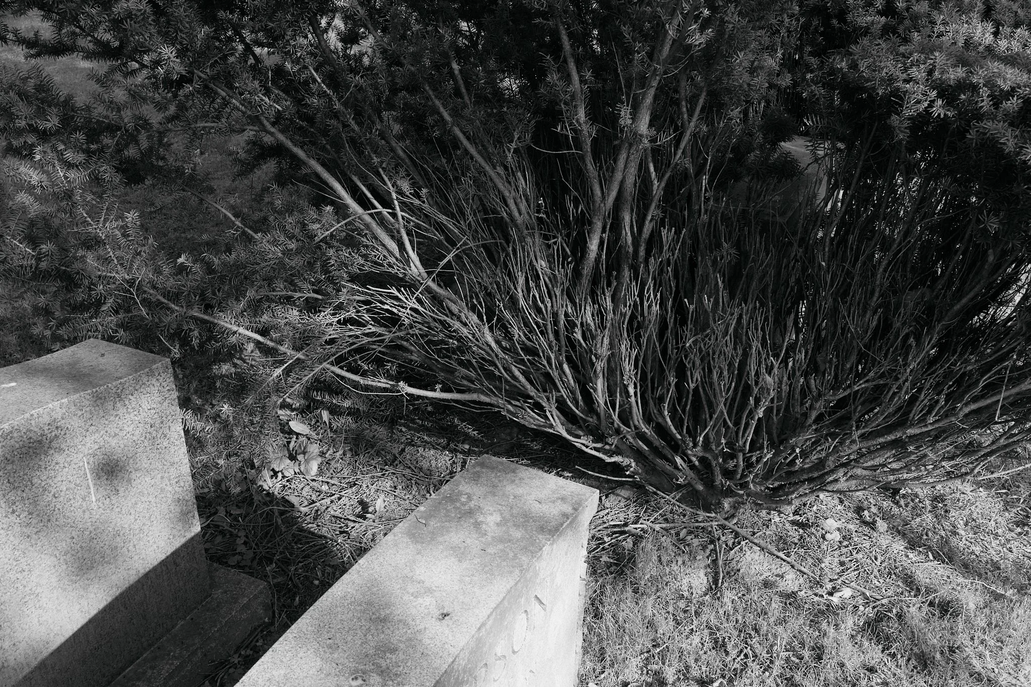 Cemetery_June_2026_01BW.jpg
