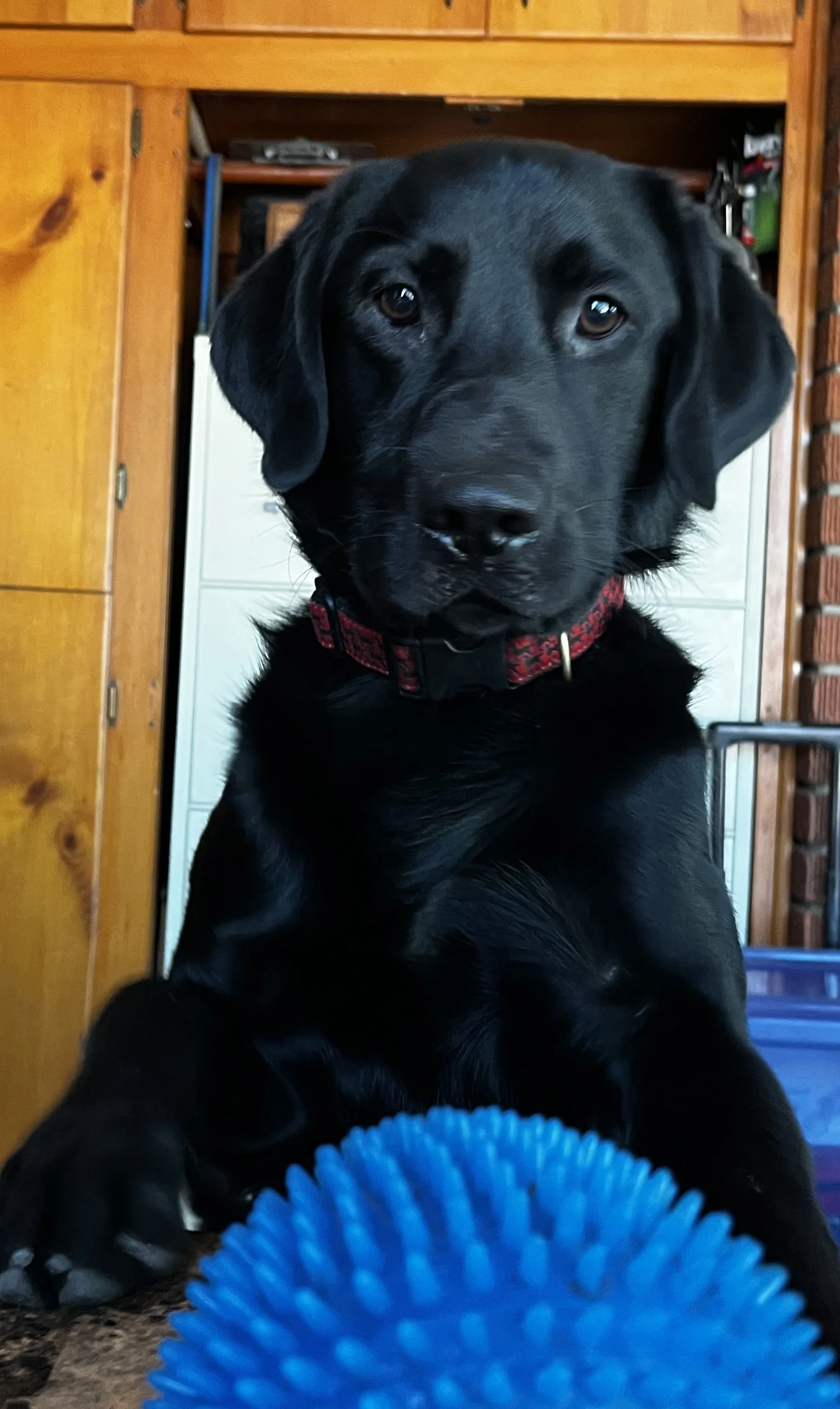 Apollo's Expectation...