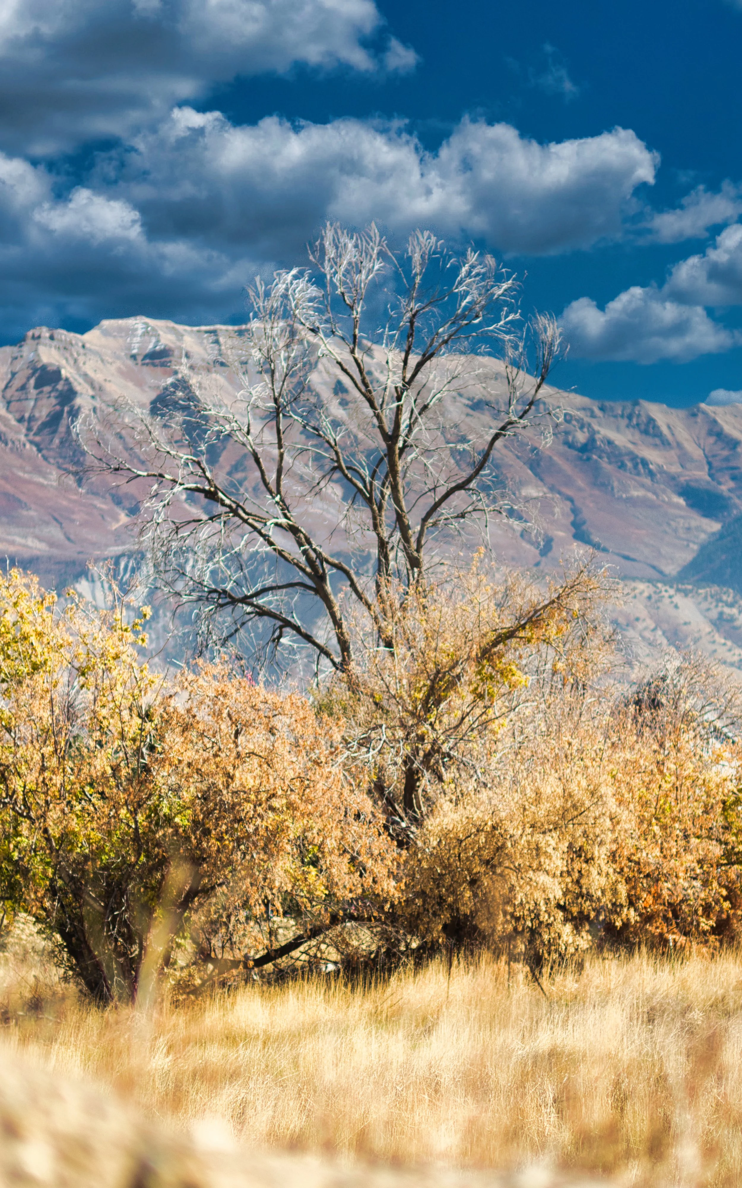 Utah Found In The City