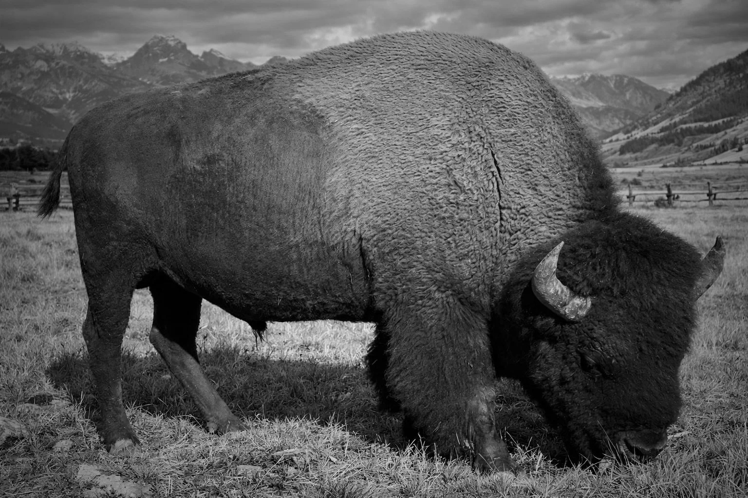 My Little Friend From Wyoming