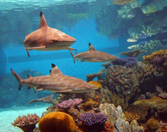 Black Tip Reef 4.jpg