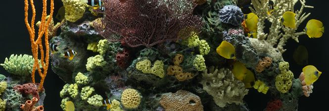 Inserts created for City Aquarium in New York