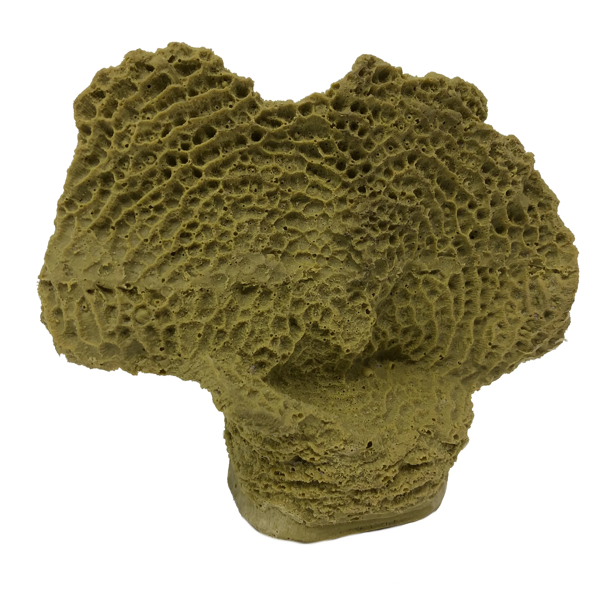 Agaricia sp. - #16120