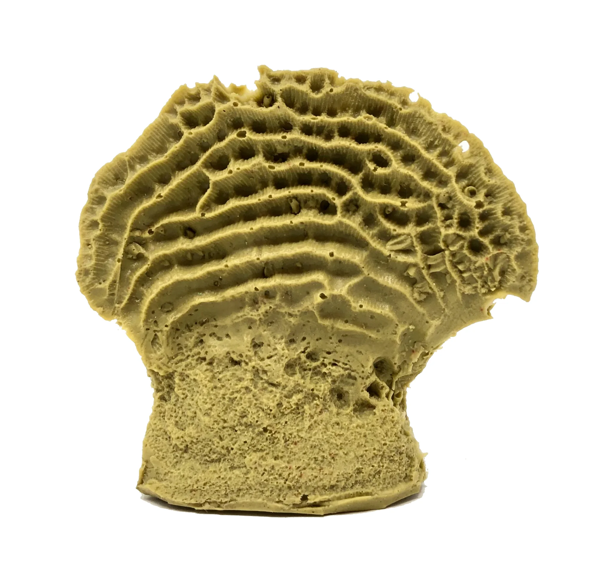 Agaricia sp. - #16130