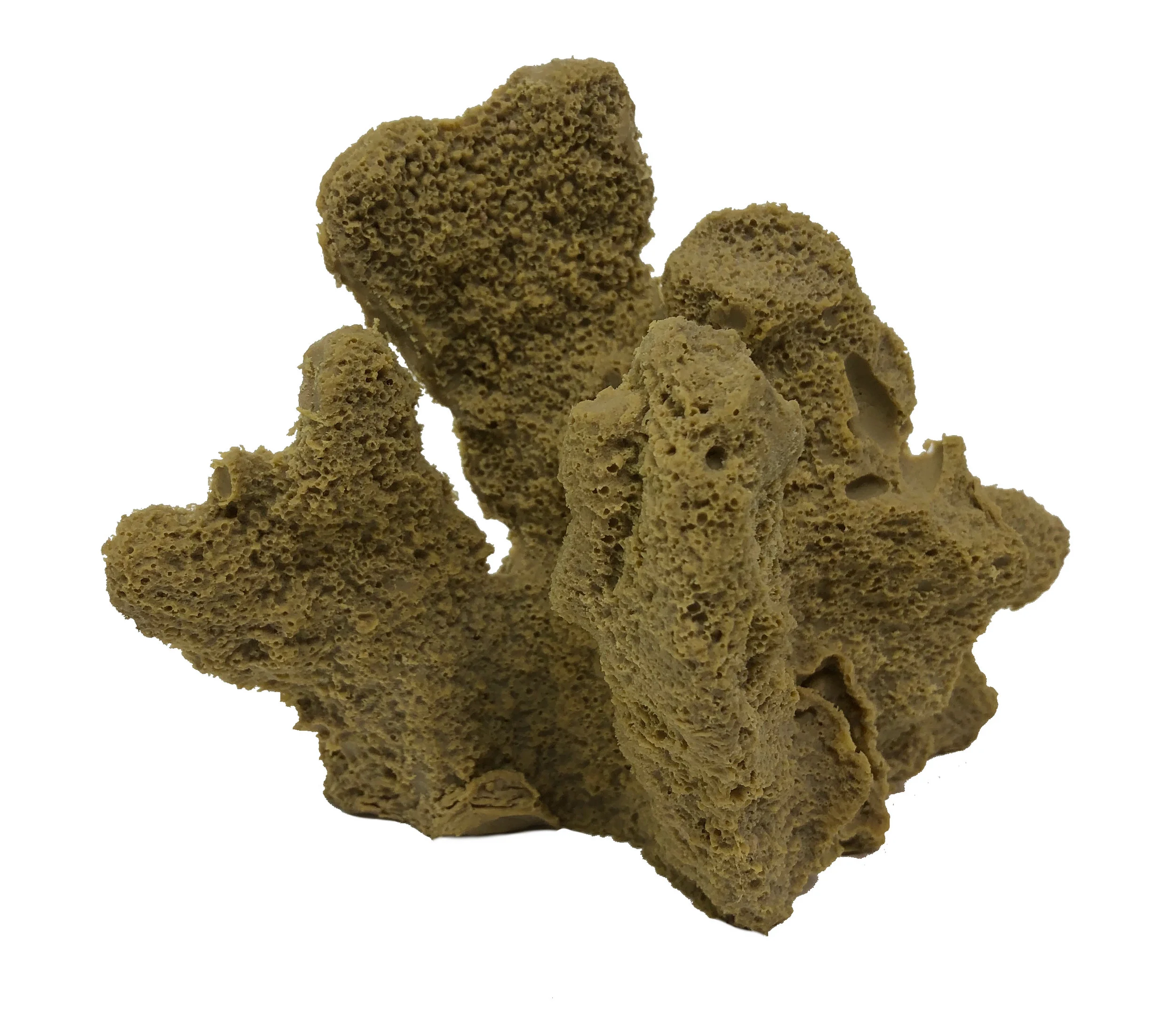 Acorpora palifera - #19200