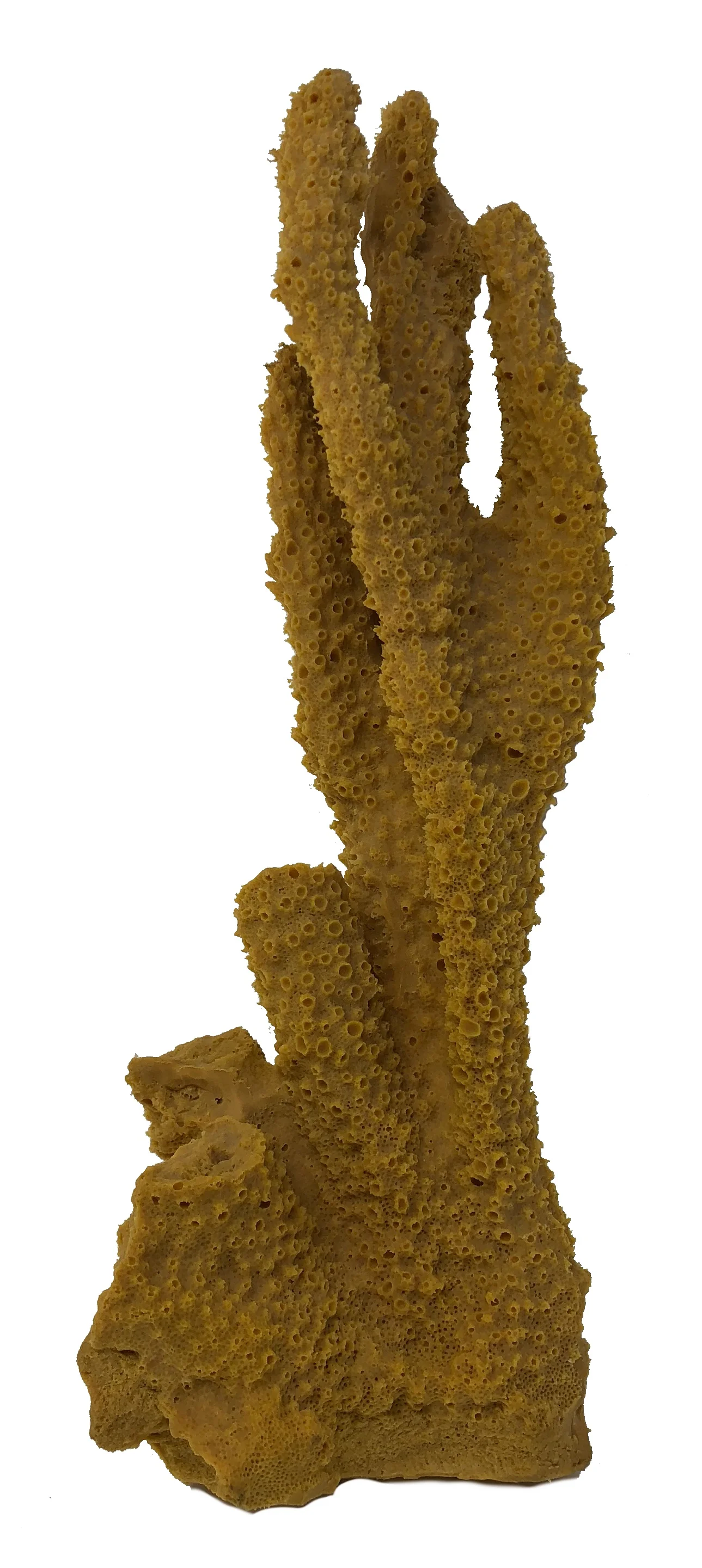Pocillopora eydouxi - #20700