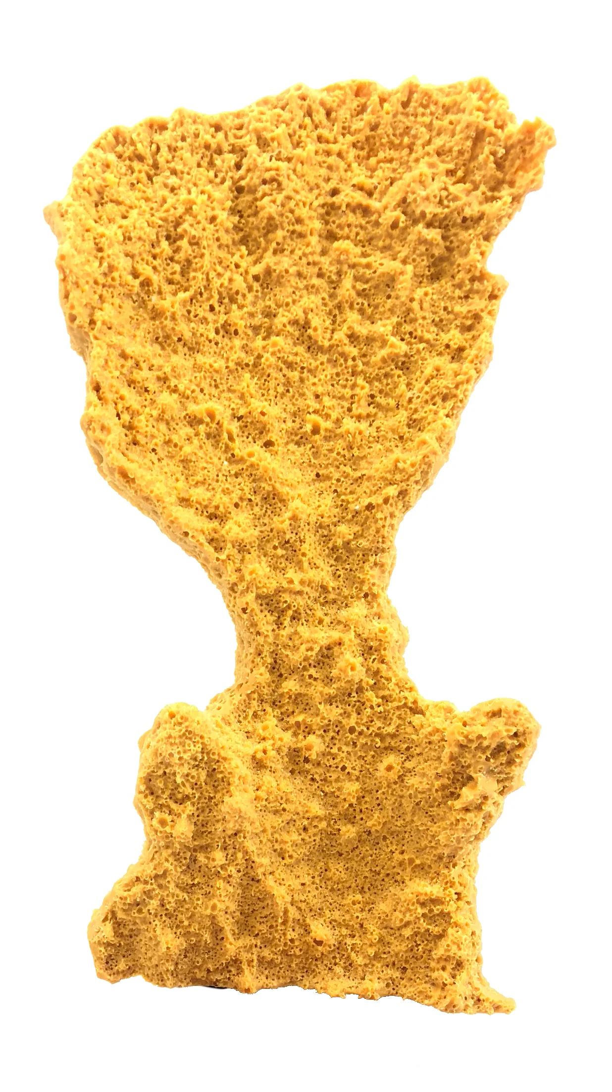 Acropora palmata - #27180