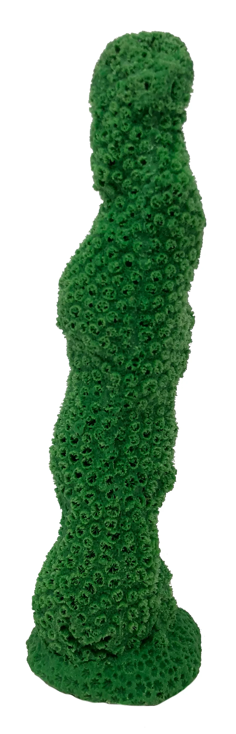 Galaxea astreata - #33101