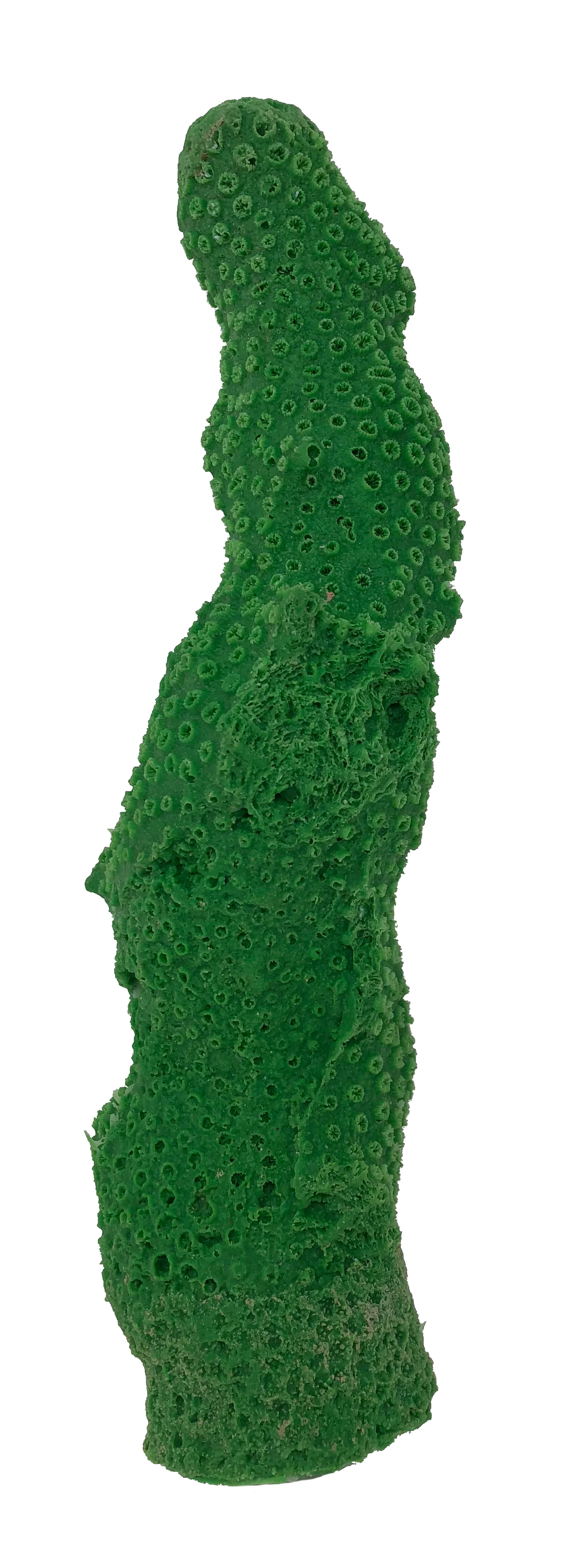 Galaxea astreata - #33200