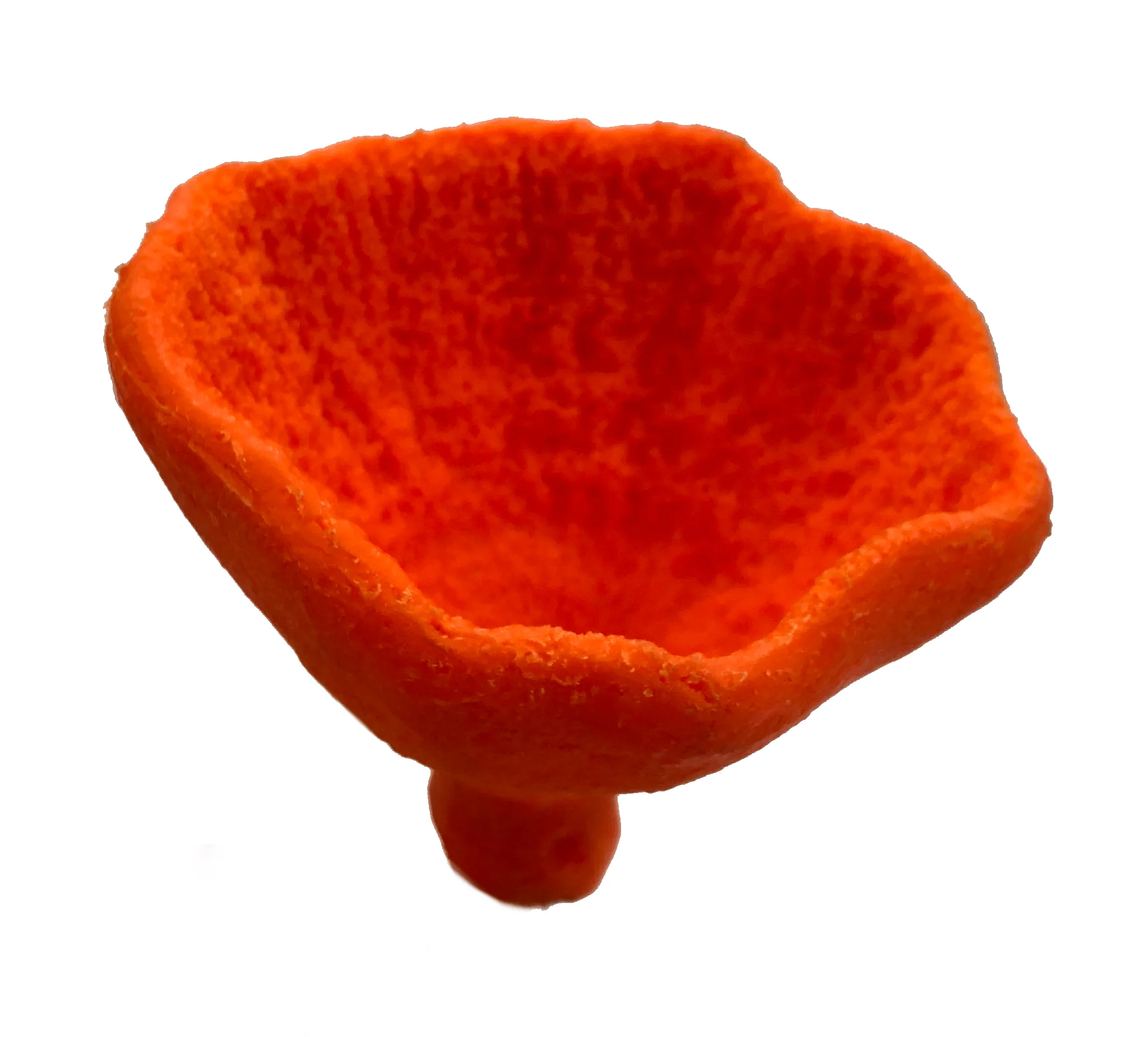 Cribochalina vasculum - #34100