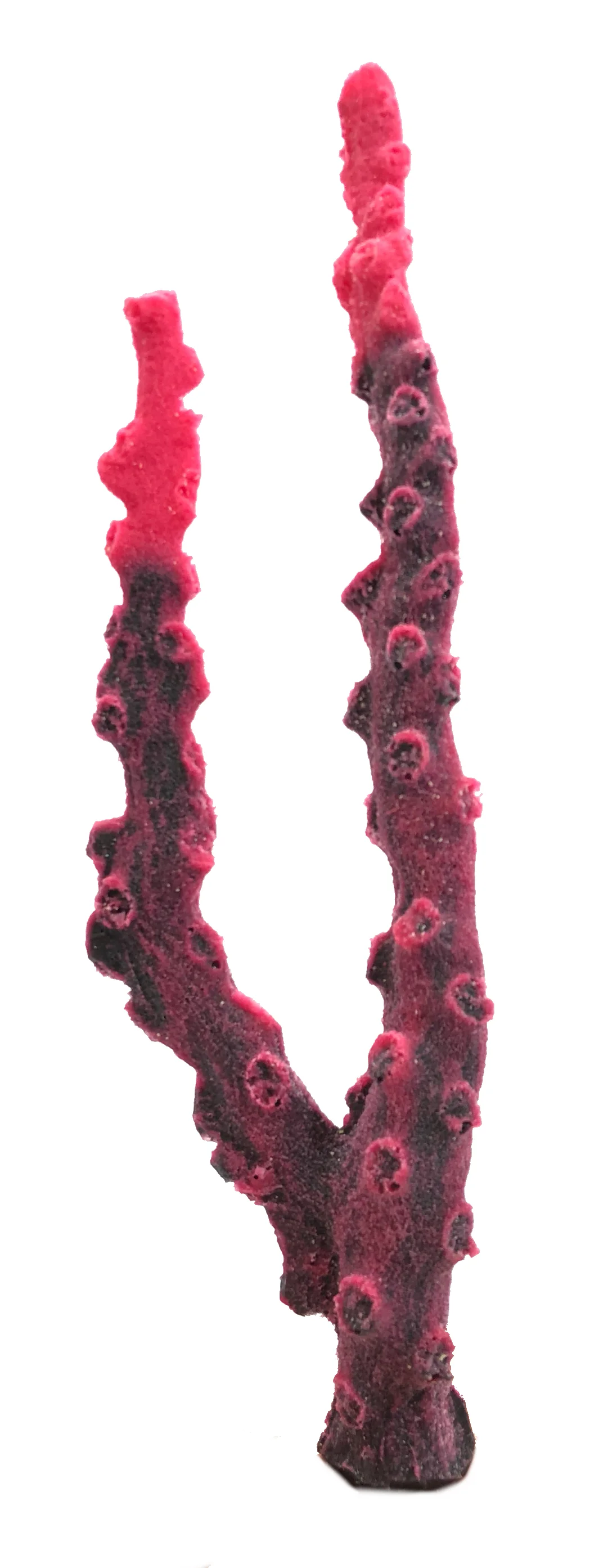 Tubastraea micrantha - #35200