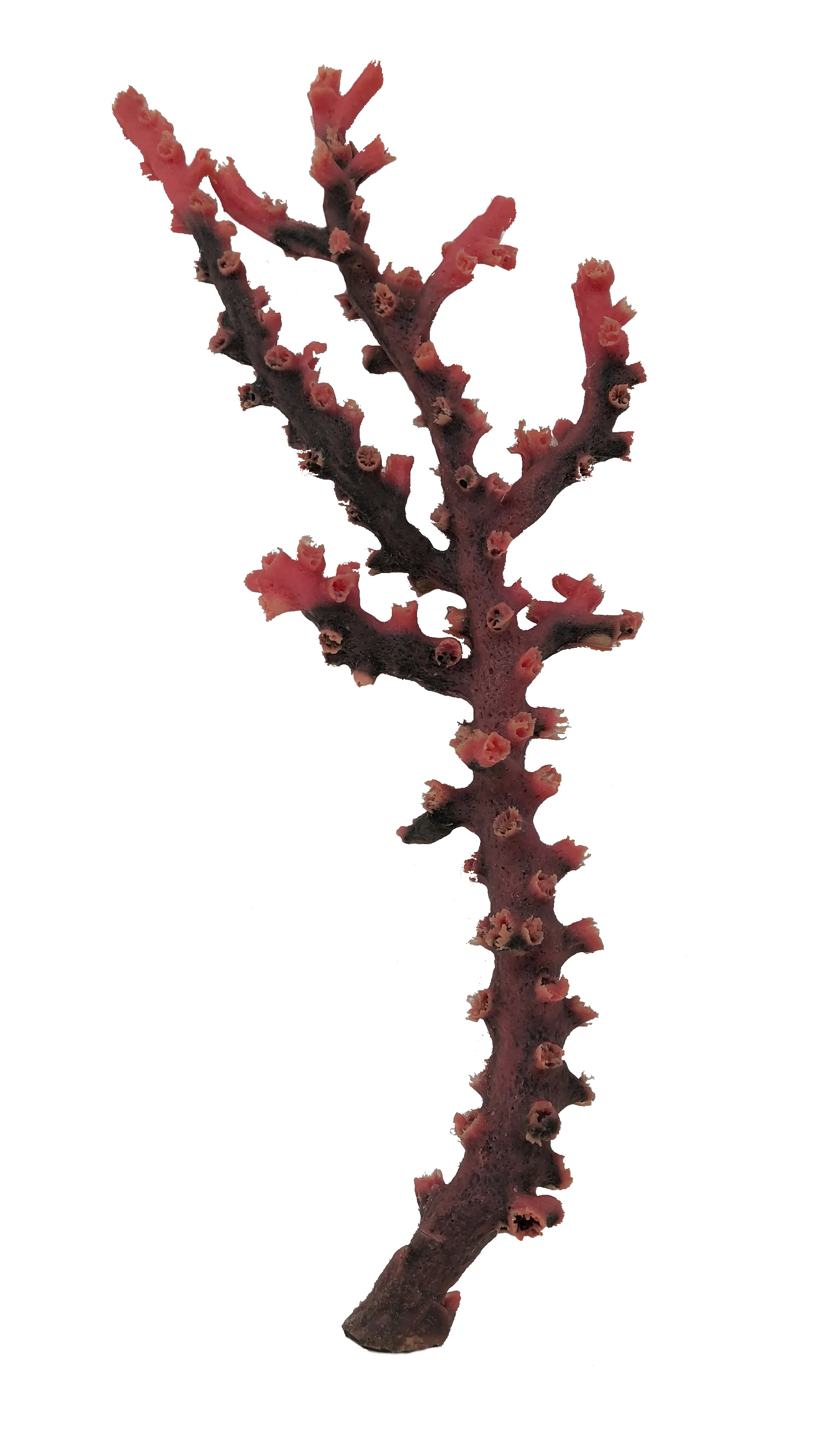 Tubastraea micrantha - #35500