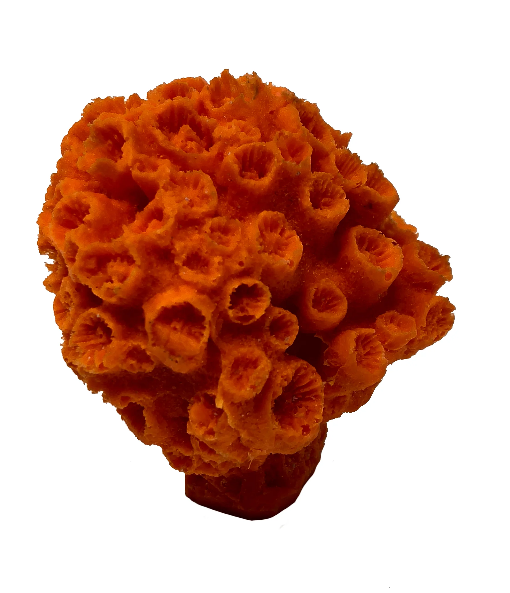 Tubastraea coccinea - #38100