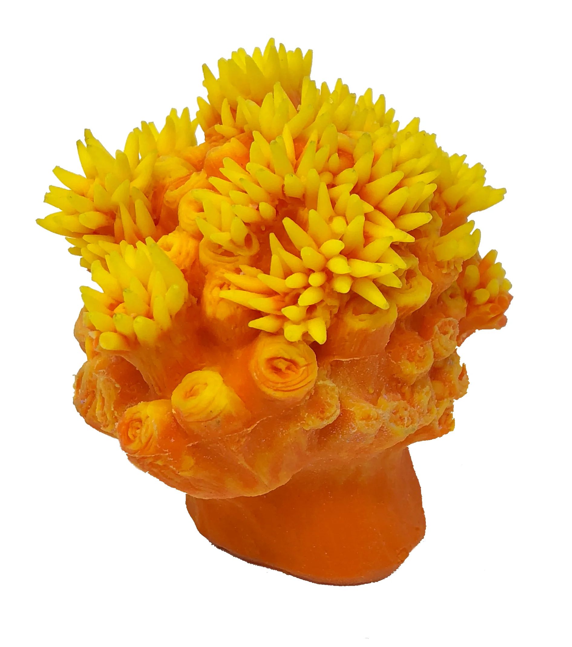 Tubastraea coccinea - #38400