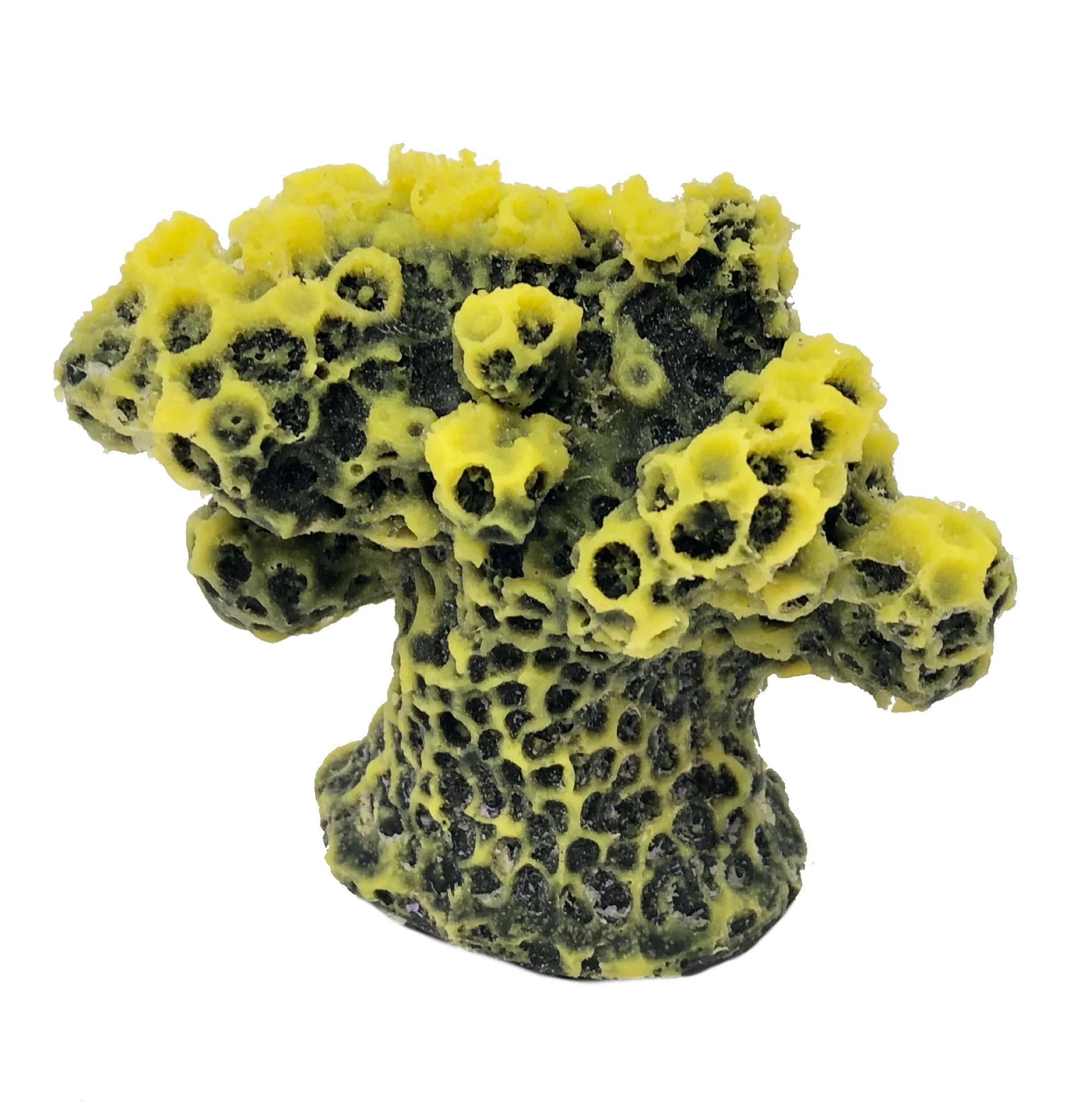 Montipora sp. - #48900