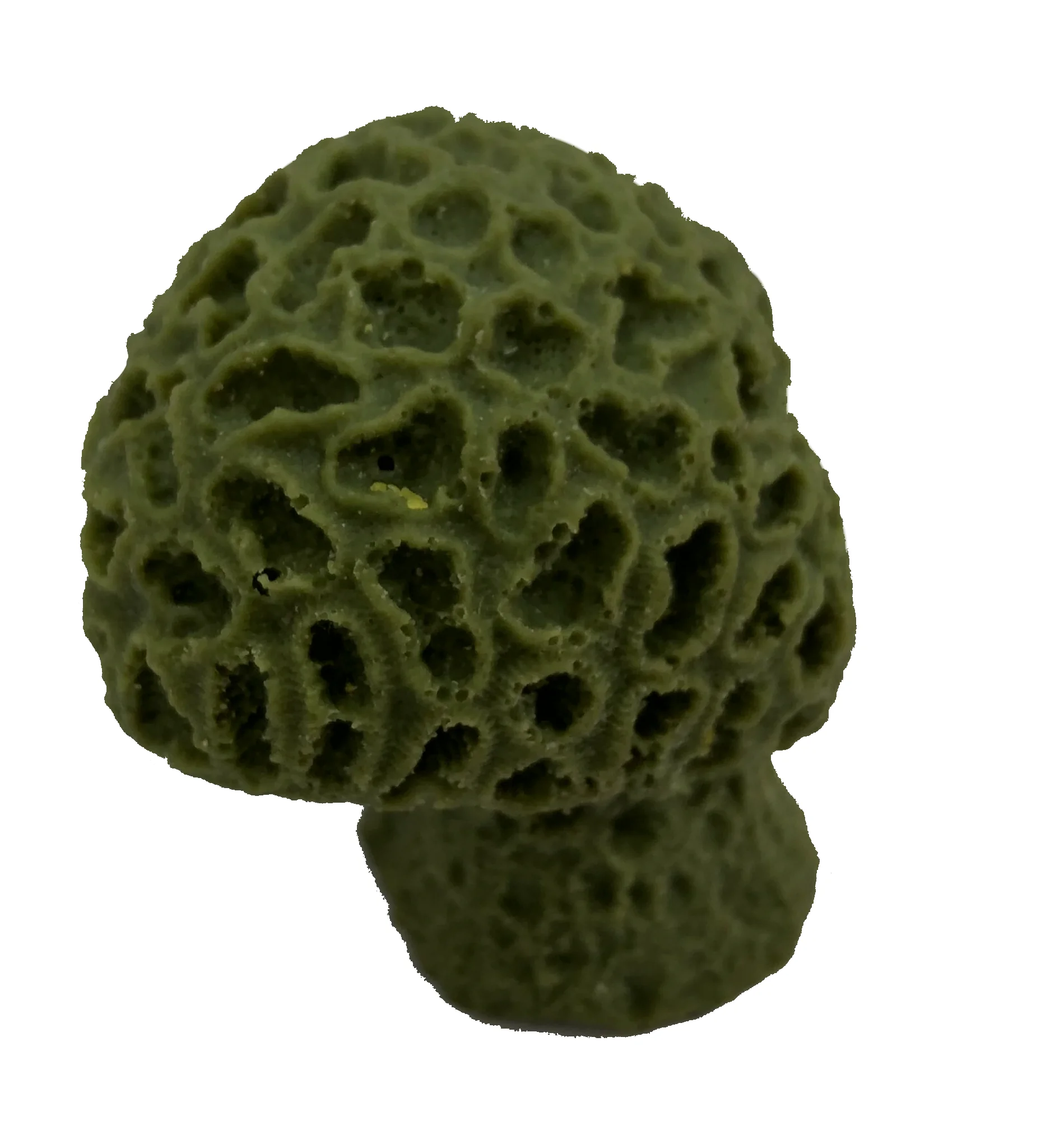 Favia fragum - #59200