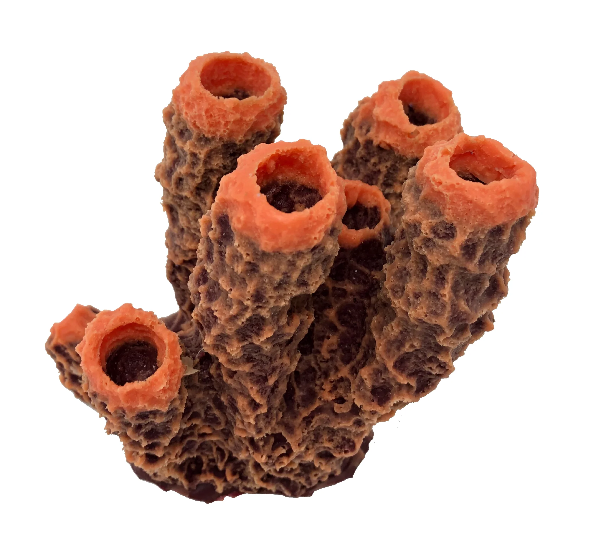 Callyspongia sp. - #70120