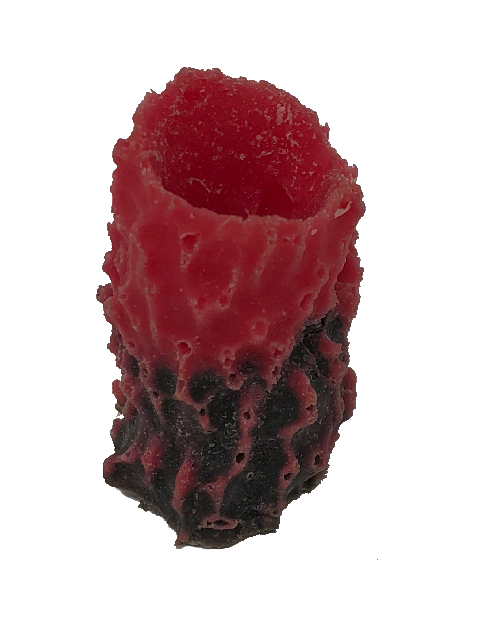 Vase Sponge - #70500