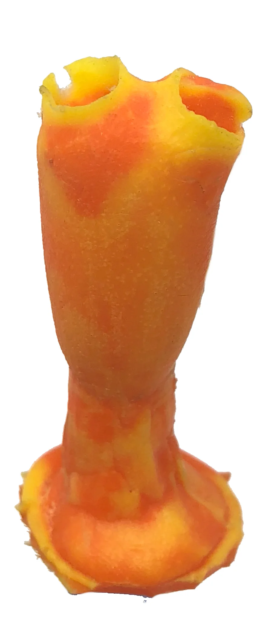 Clavelina sp.