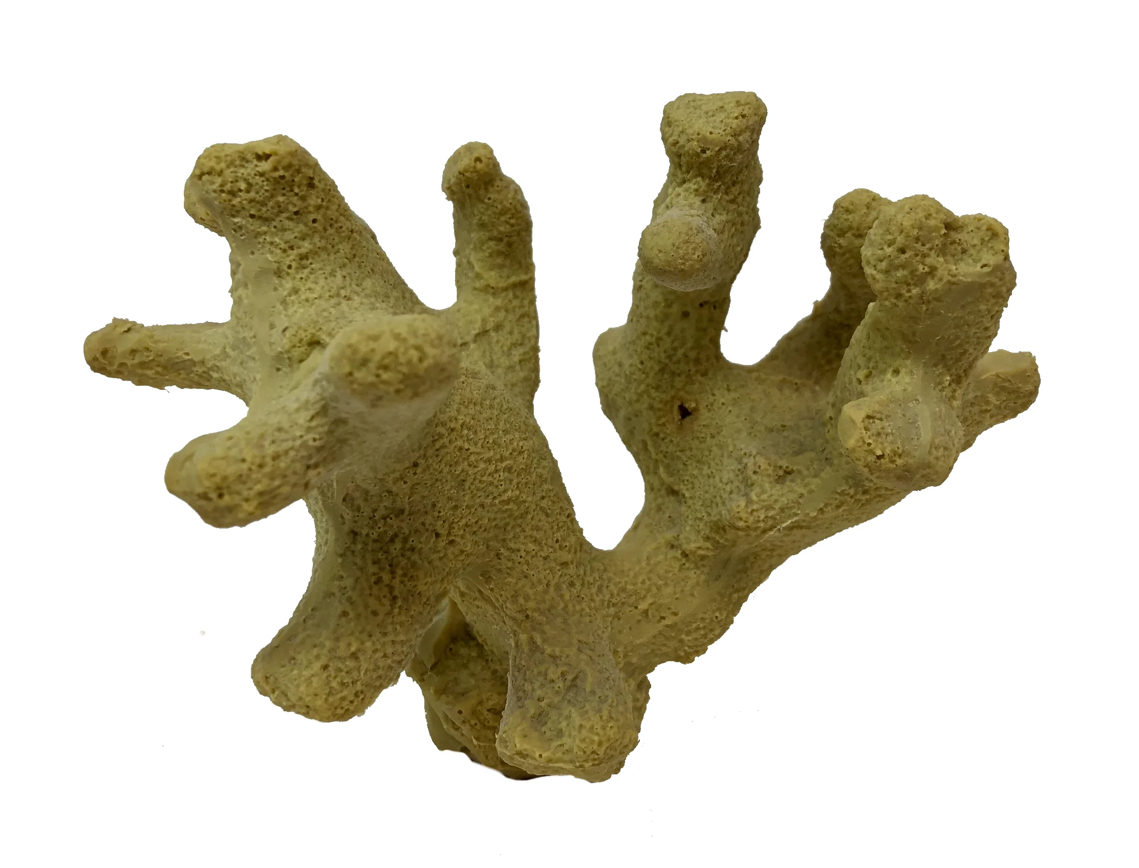 Porites porites - #01170