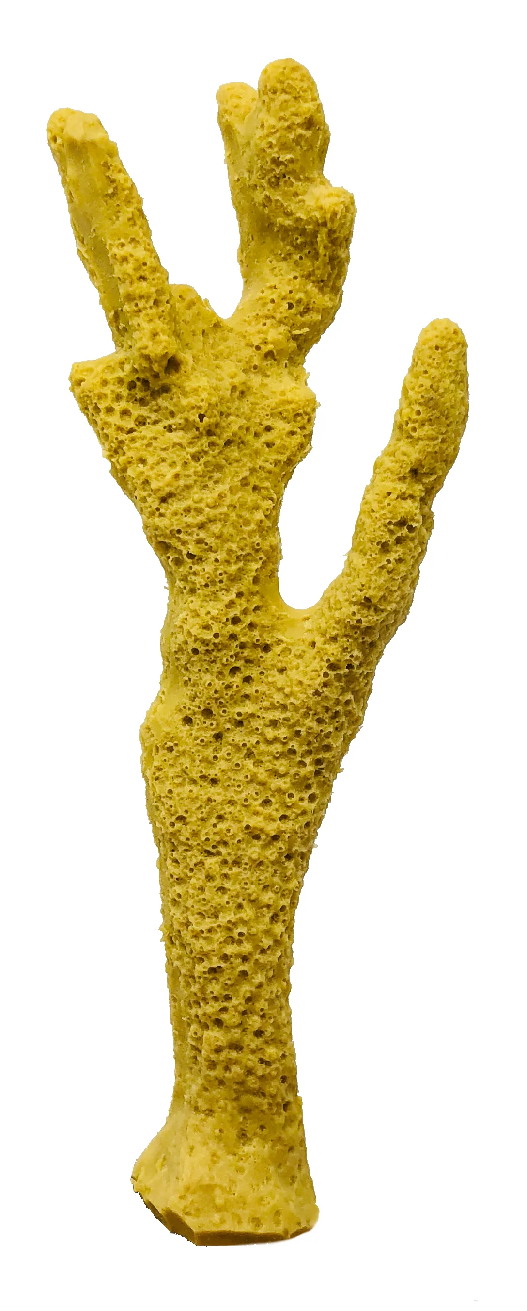 Porites cylindrica - #01200  Manwarren Habitats