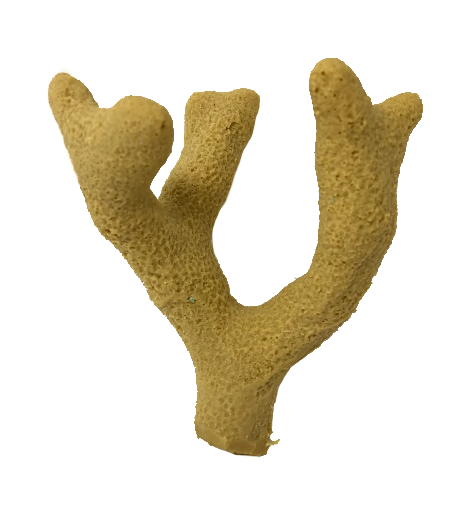 Porites porites - #01260