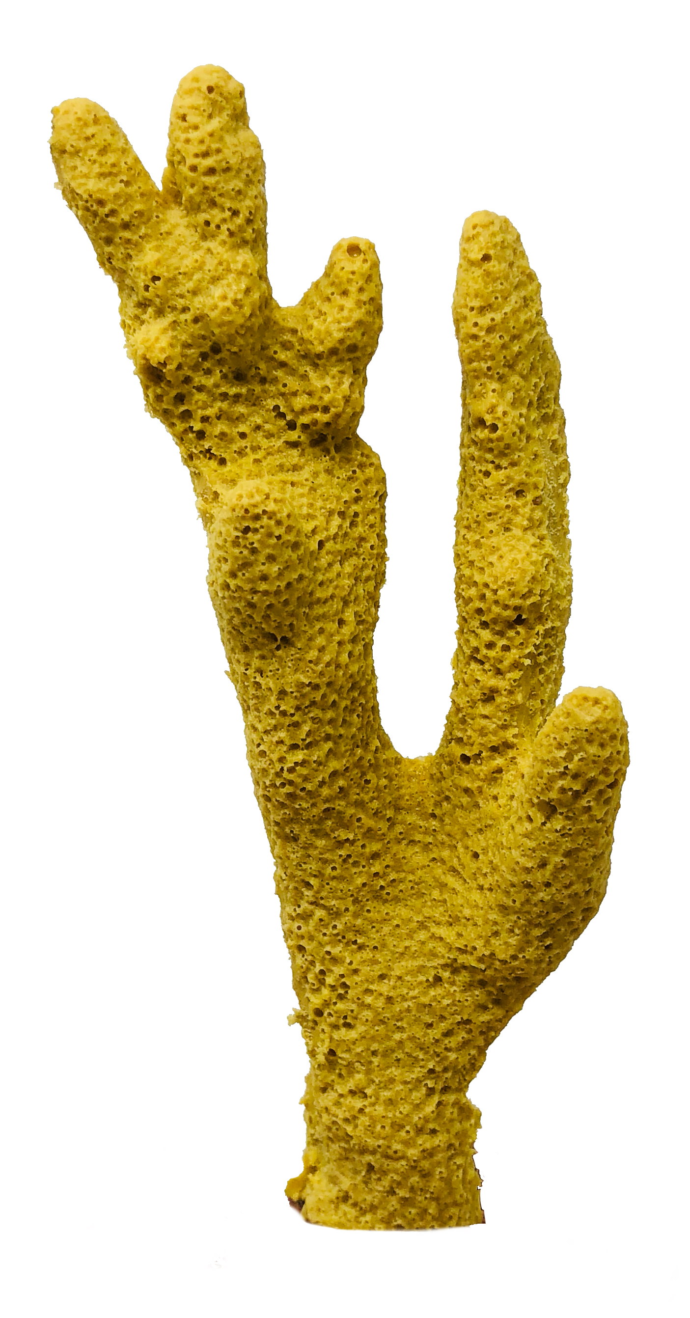 Porites cylindrica - #01300