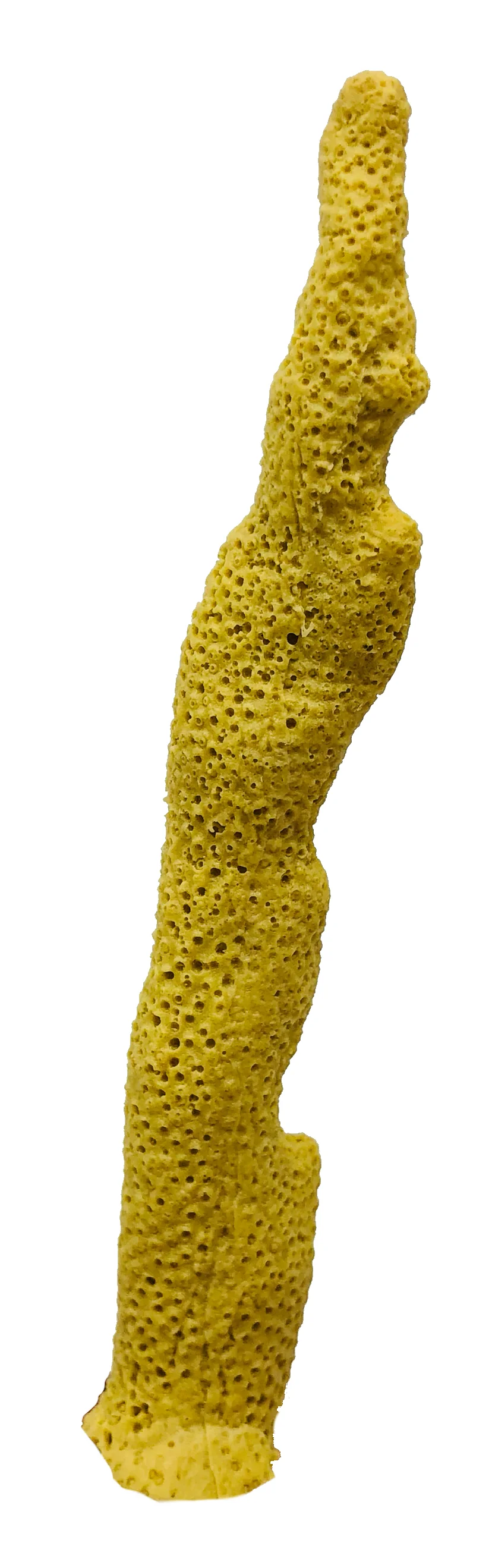 Porites cylindrica - #01400