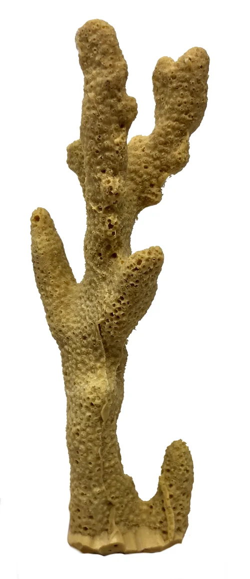 Porites cylindrica - #01500  Manwarren Habitats