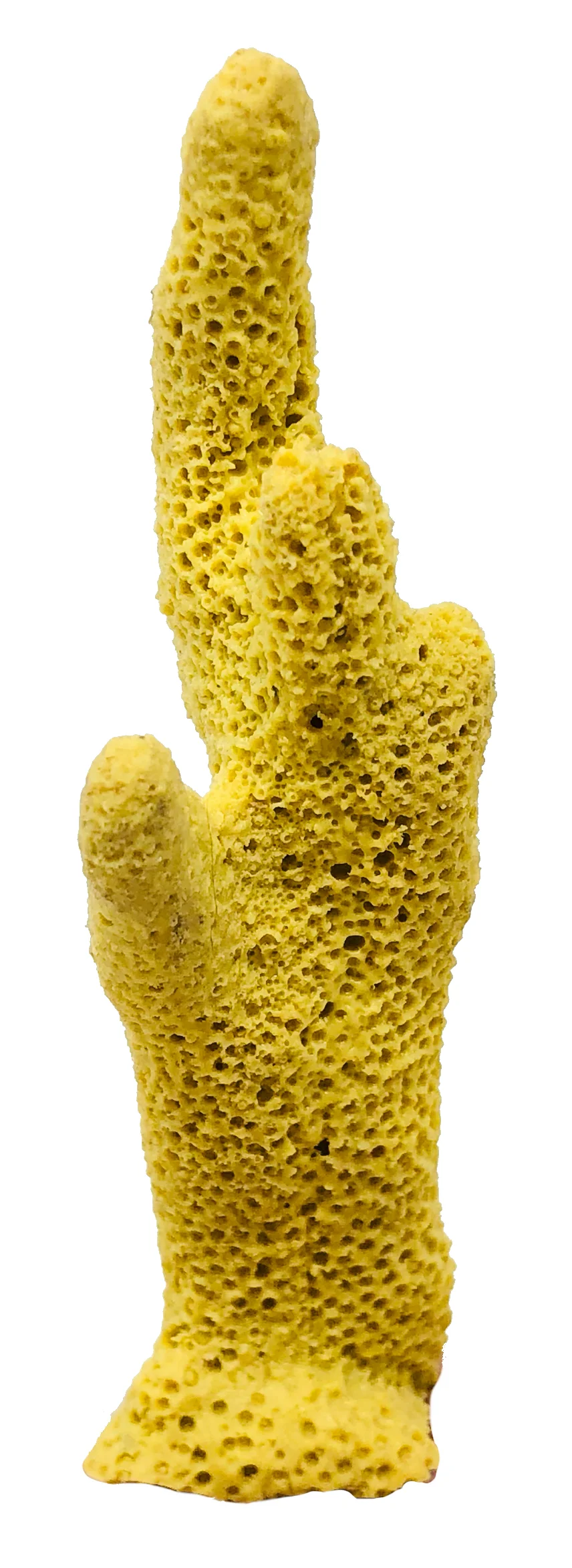 Porites cylindrica - #01600  Manwarren Habitats