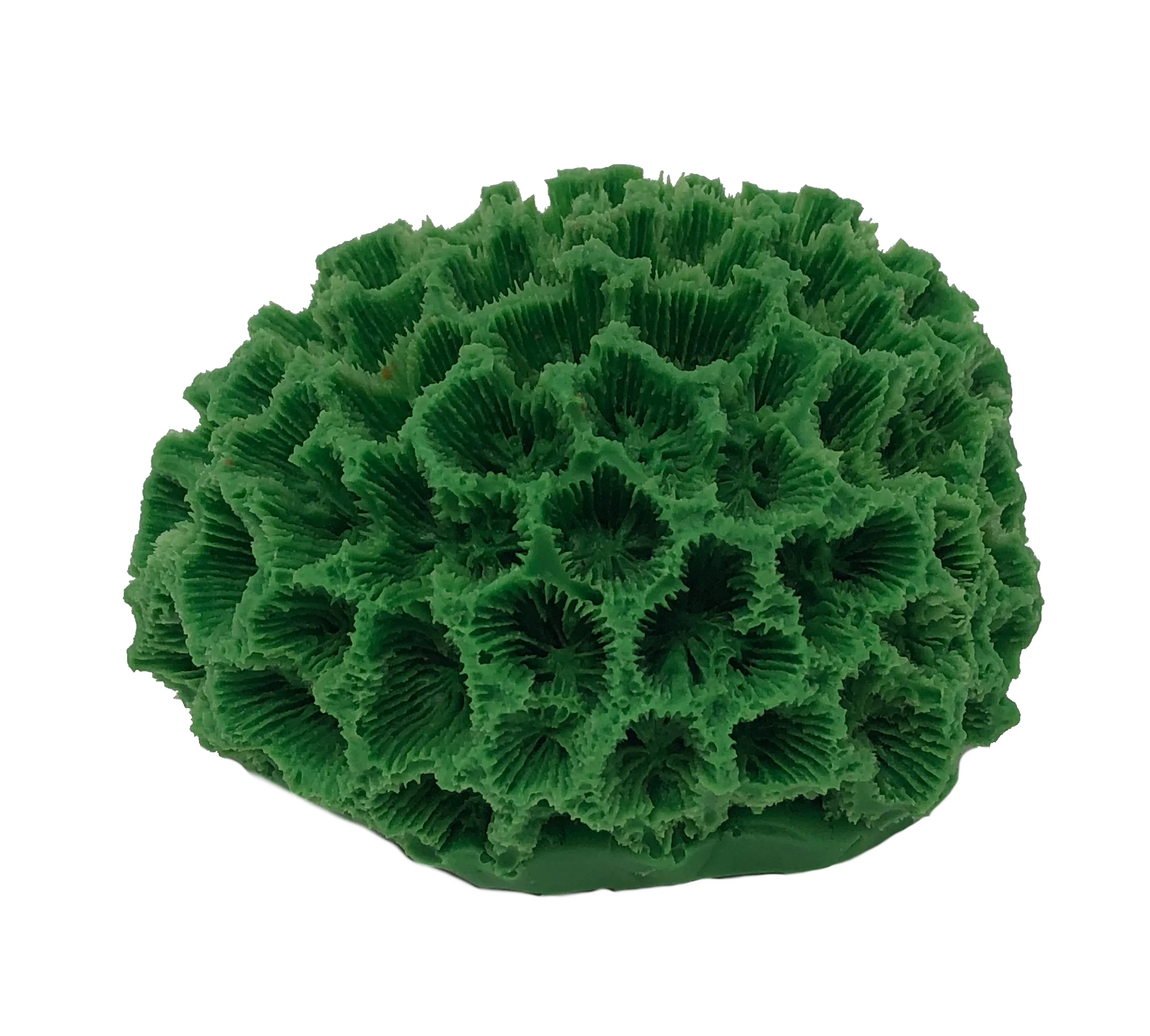Goniastrea sp. - #05300