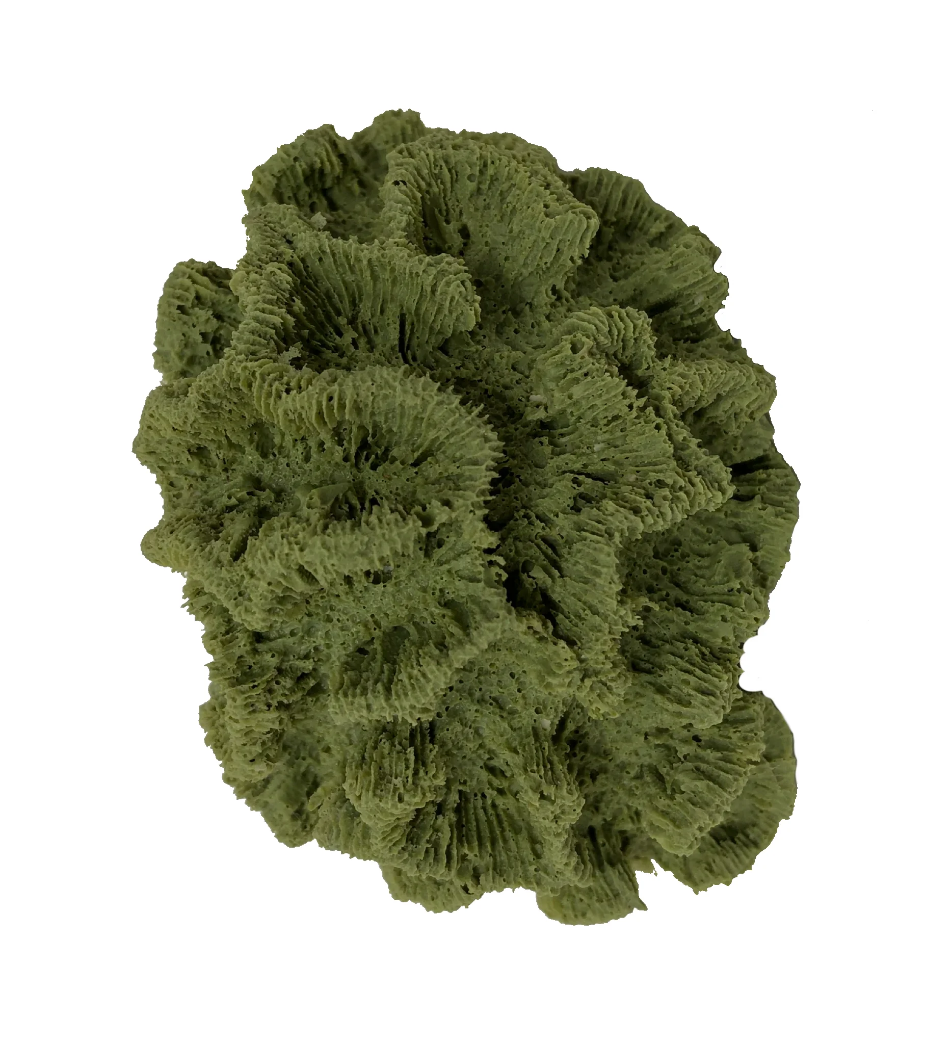 Isophyllia sinuous - #09200