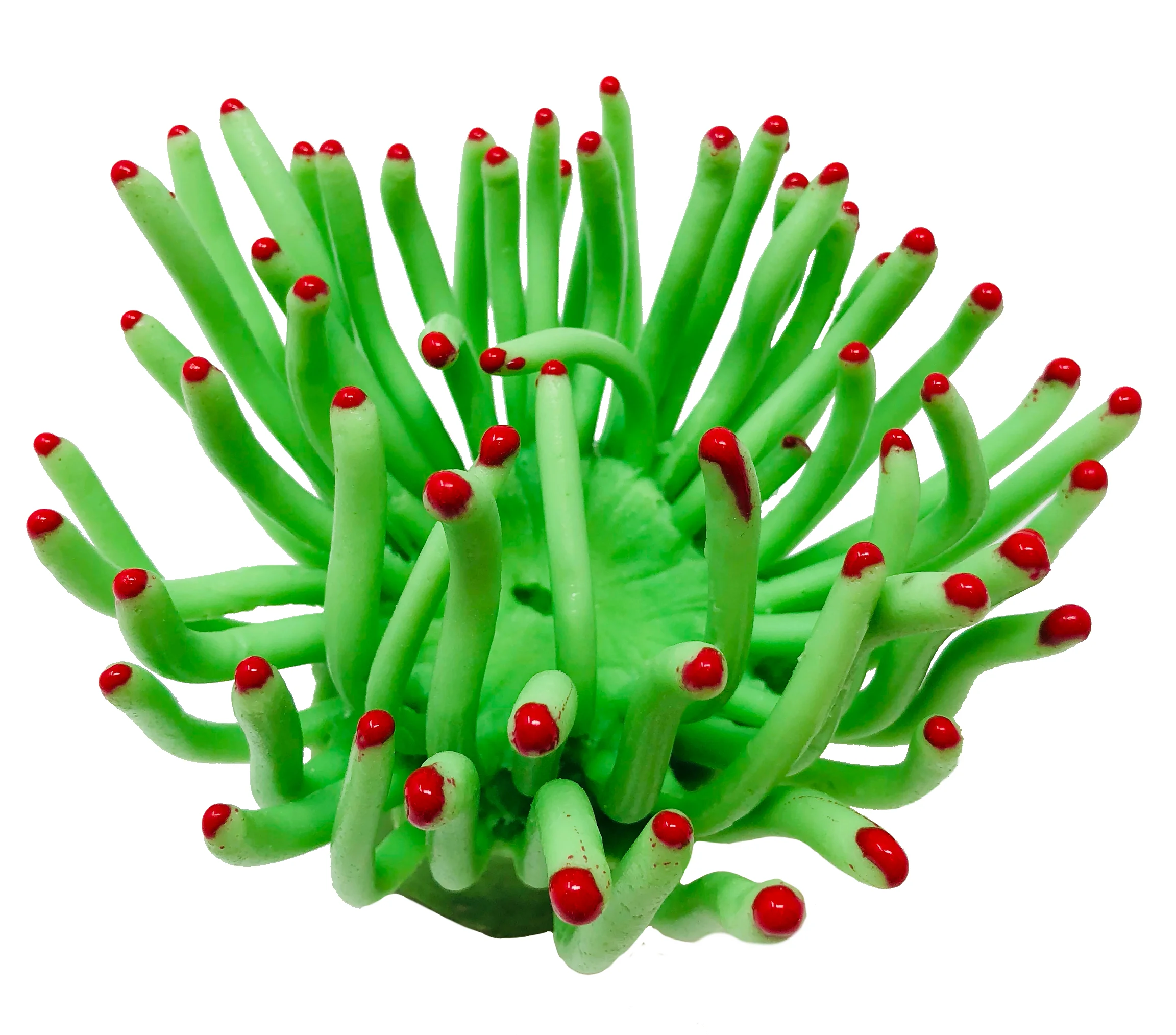 Condylactis gigantea - #91900