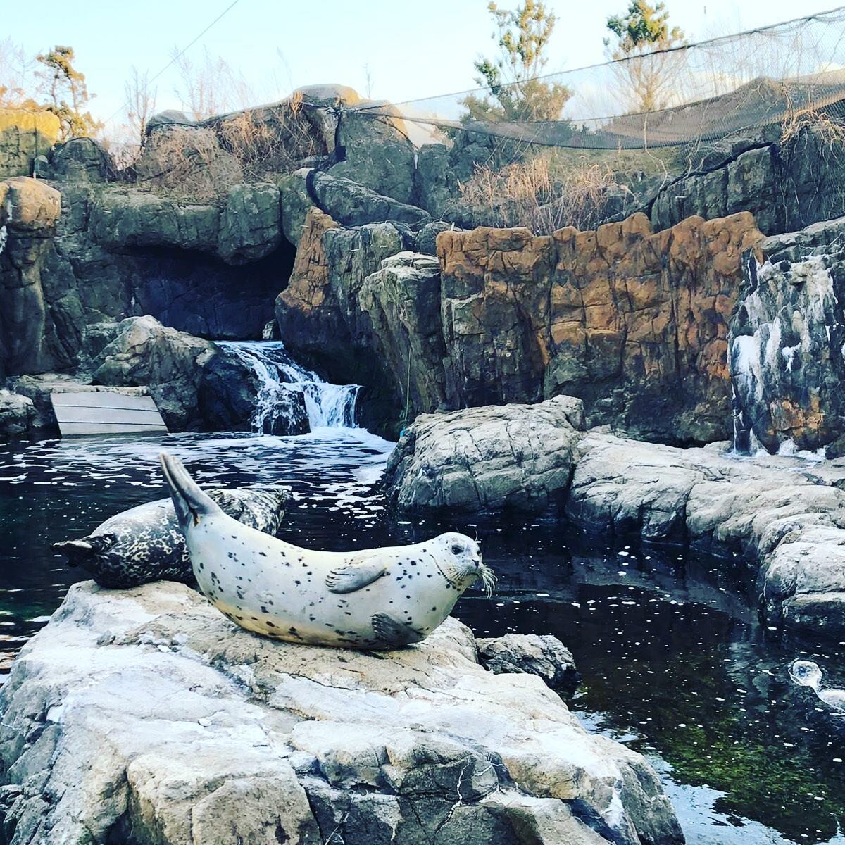 Happy National Wildlife Day!! On the eve on an upcoming long weekend, let's pretend like we're the animals at the aquariums sun bathing on this super hot day during a heatwave!

This is an exhibit at the @nyaquarium that we completed way back in the 