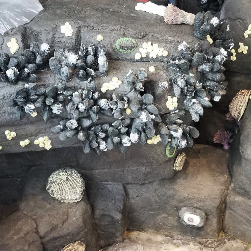 Here's a sneak peek on what we've been working on during this COVID-19 quarantine... stay tuned for the finished pics coming soon!
.
.
.
.
.
#artificialcoral #artificialmussels #artificialanimals #artificialtidepool #tidepool #rangerstation #visitorc