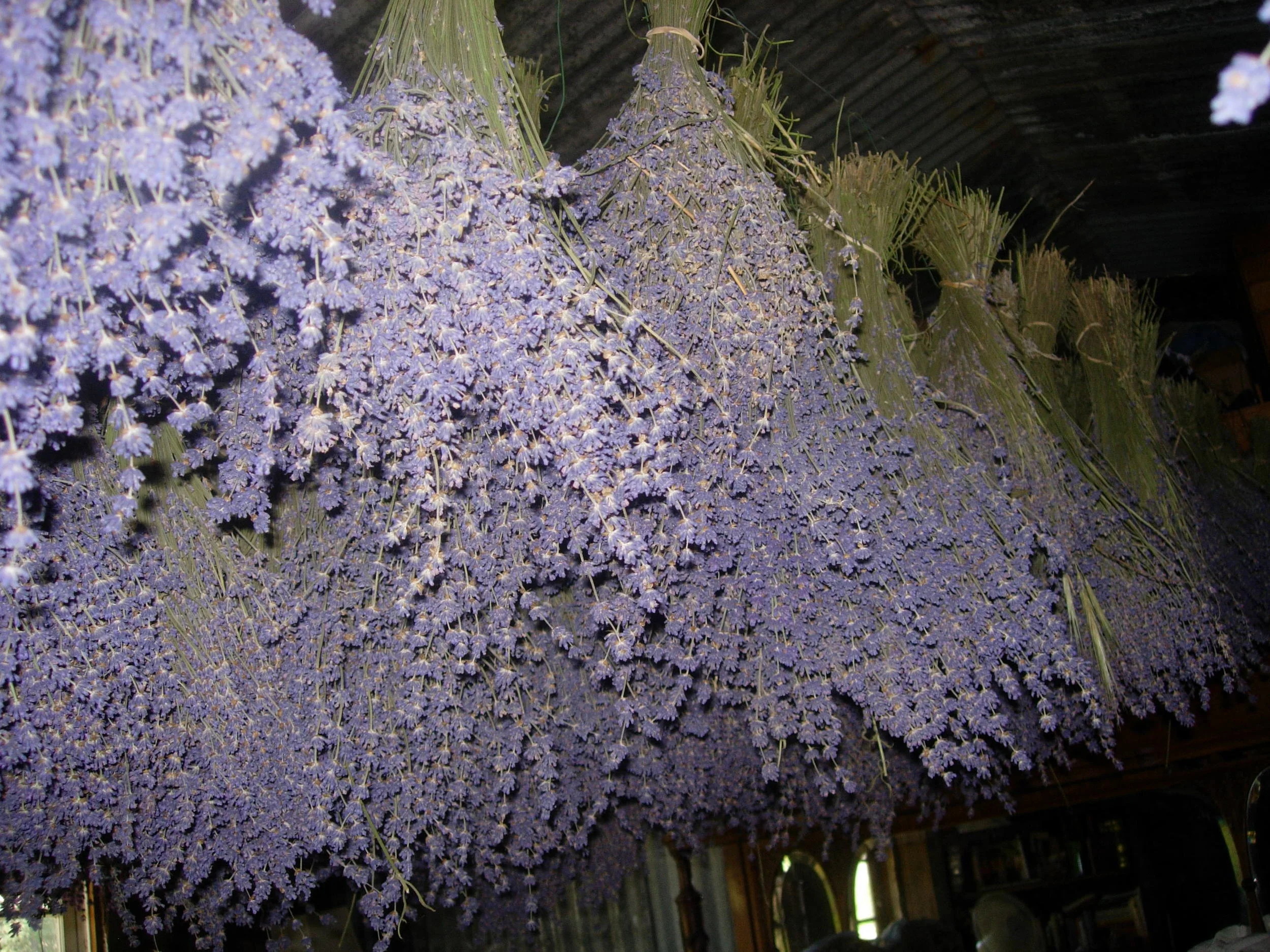 English Lavender drying in the barn