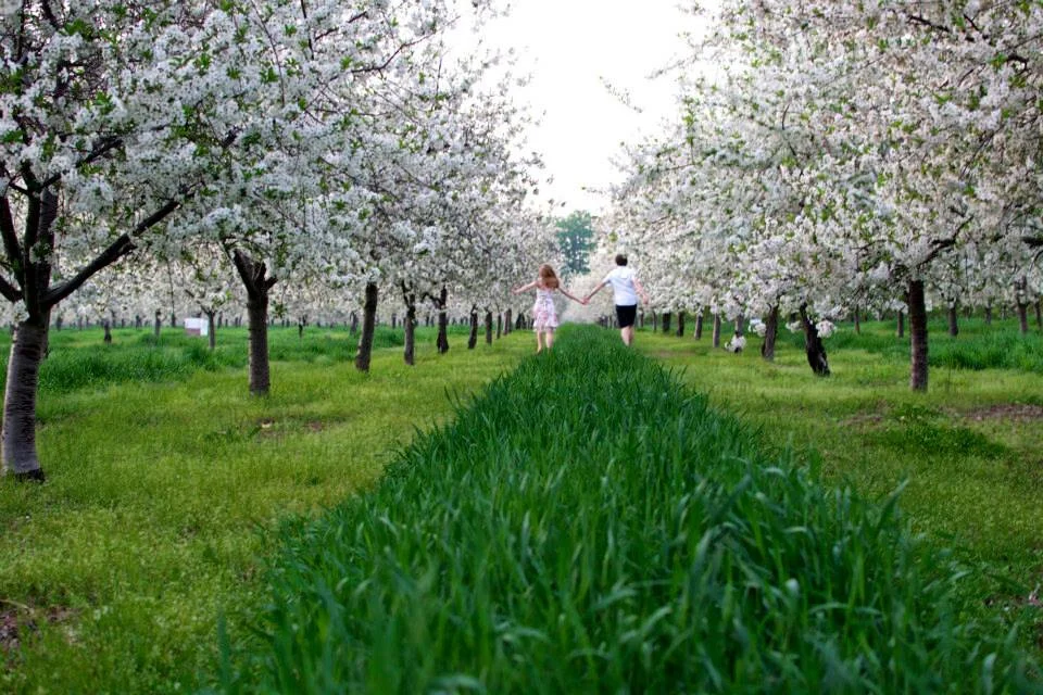 springtime in the cherry capital brings seemingly endless miles of cherry blossoms - washington dc has nothing on us! 